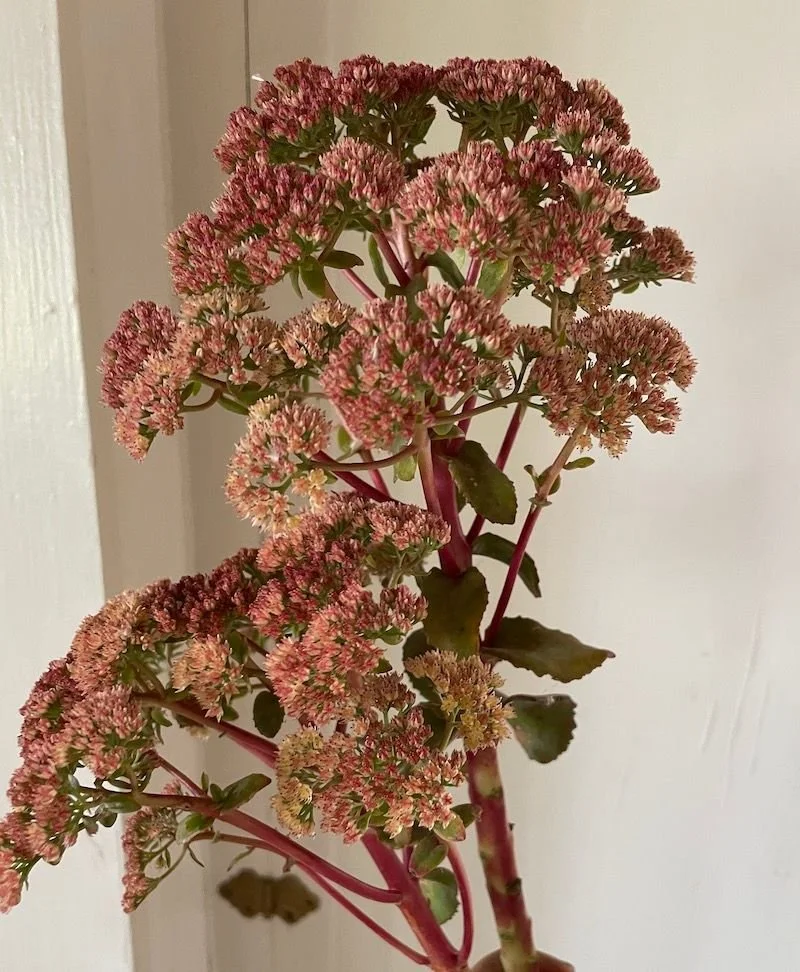 HYLOTELEPHIUM telephium Peach Pearls