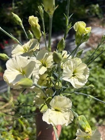 DIANTHUS caryophyllus Solomio Bern