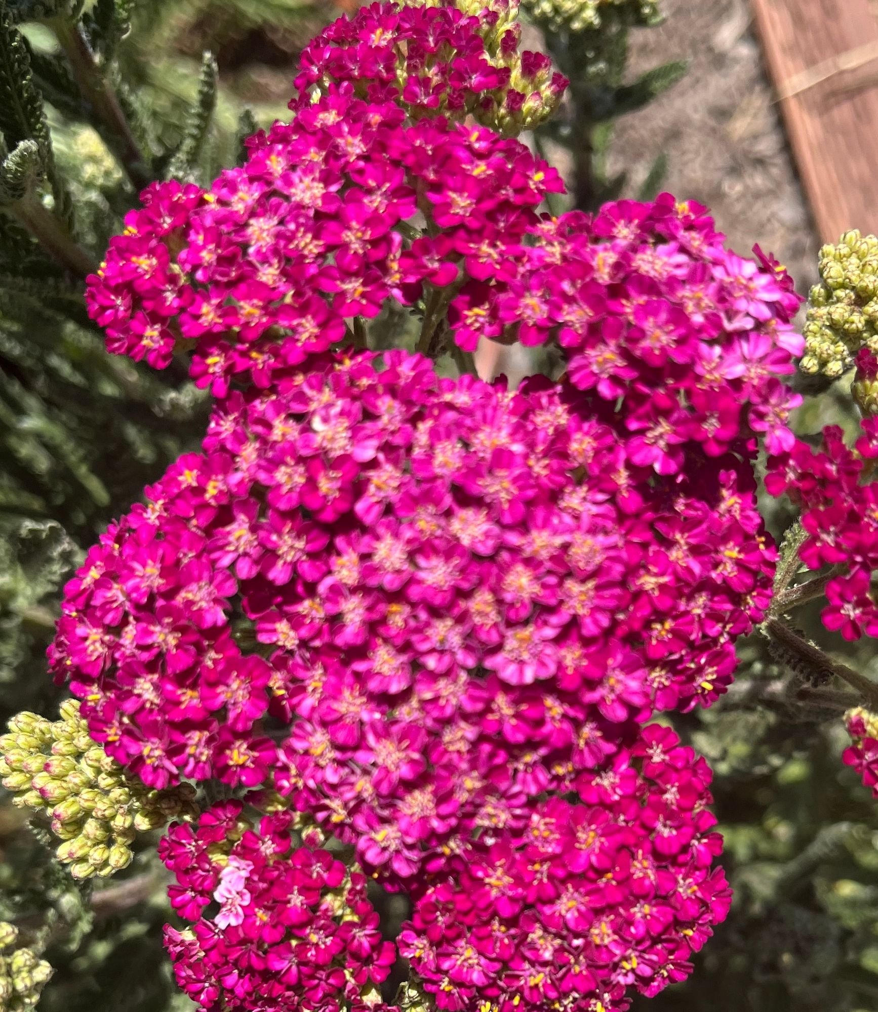 ACHILLEA x Firefly Fuschia