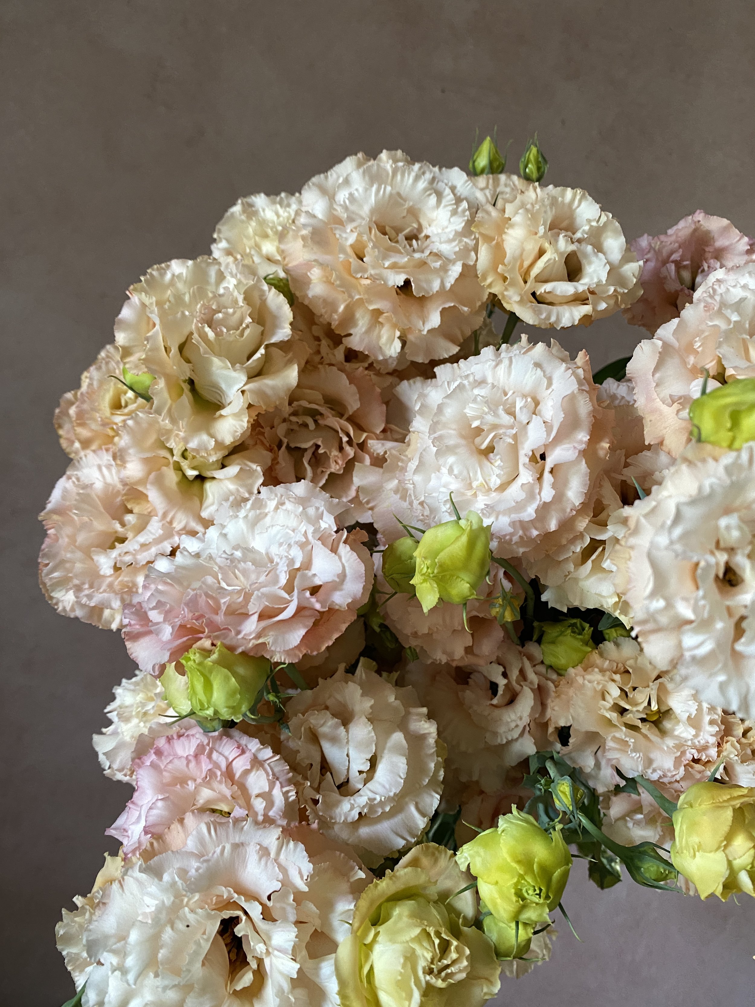Lisianthus 'Celeb Apricot'