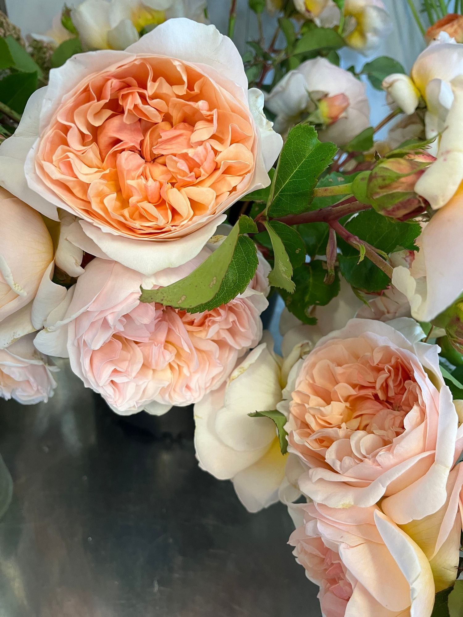 ROSA hybrida Bathsheba