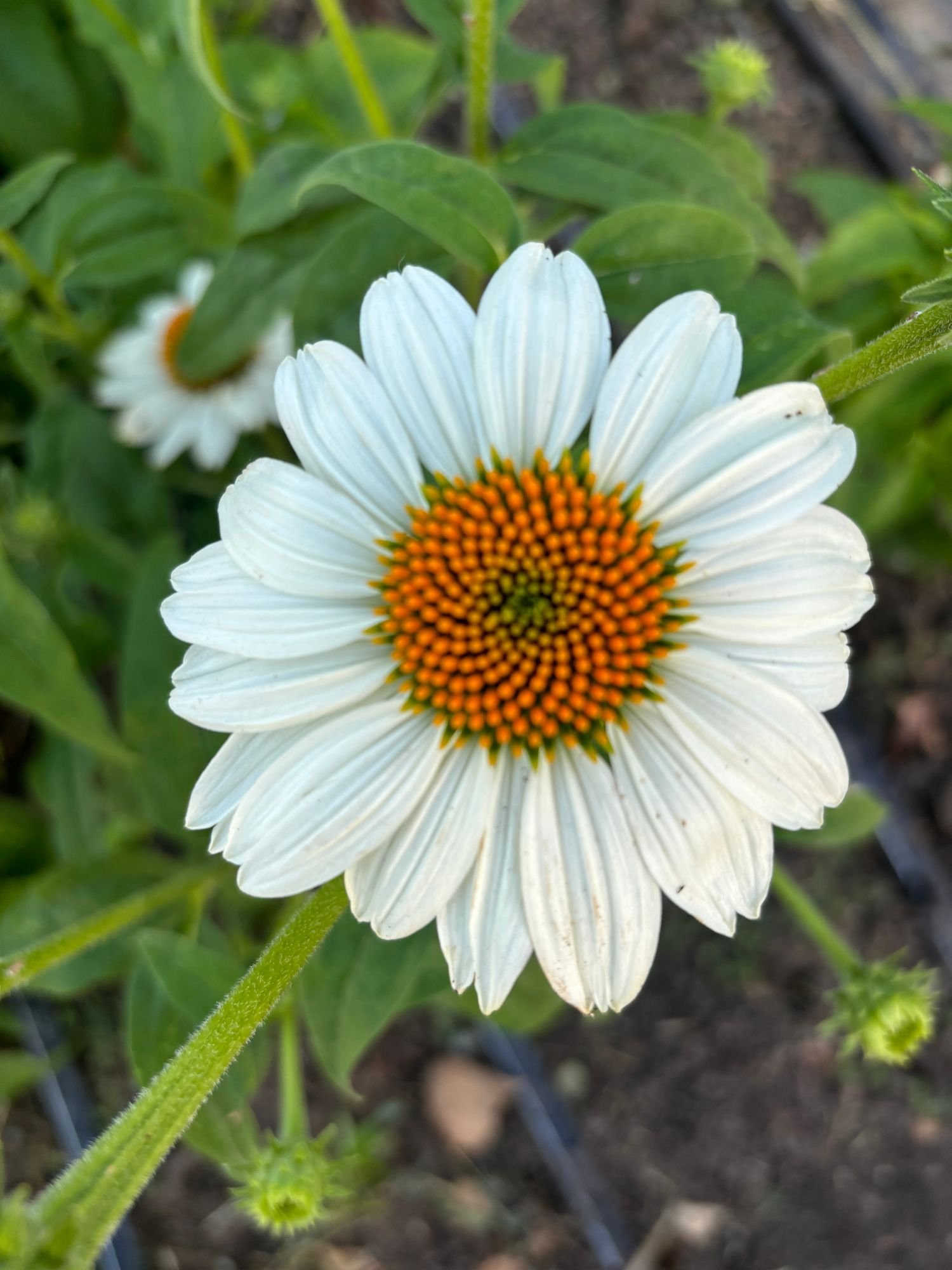 Echinacea 'Pow Wow White'