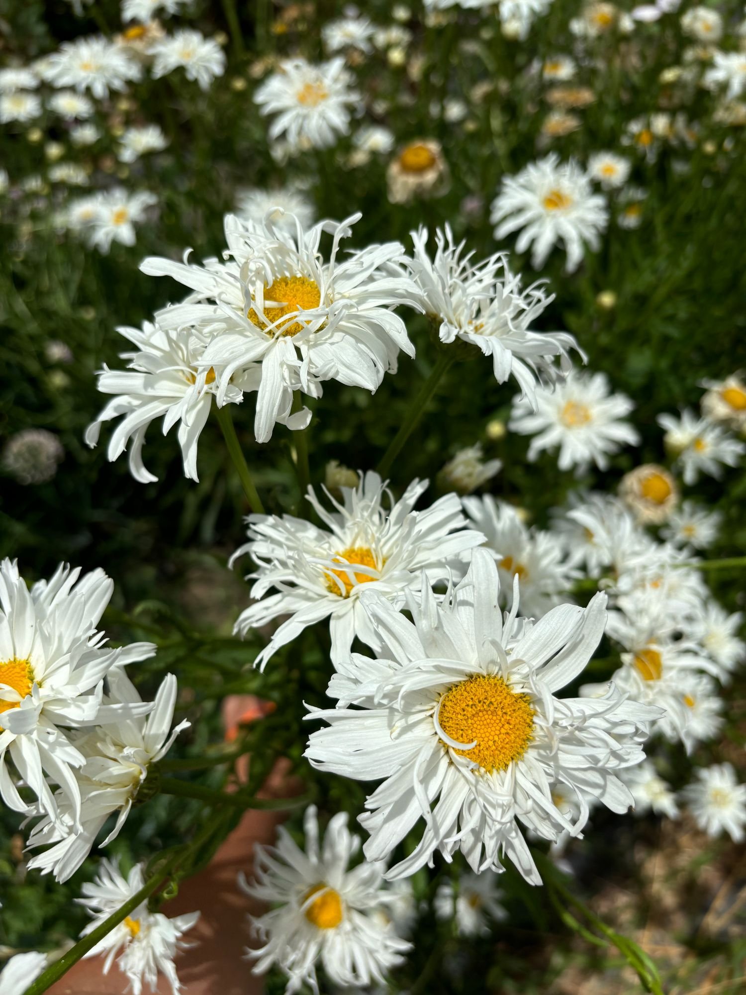 Shasta Daisy 'Crazy Daisy'