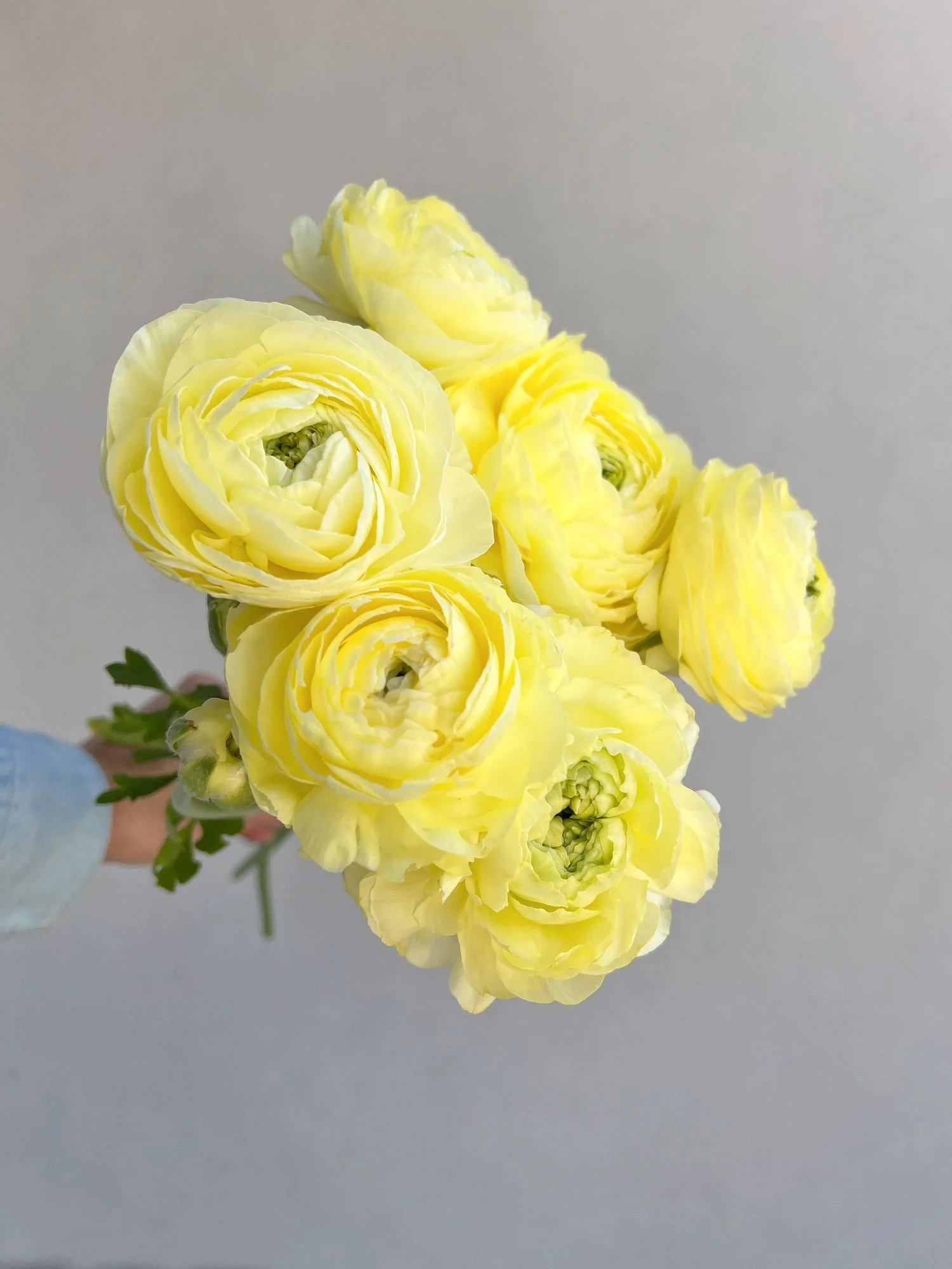 RANUNCULUS Amandine Cream