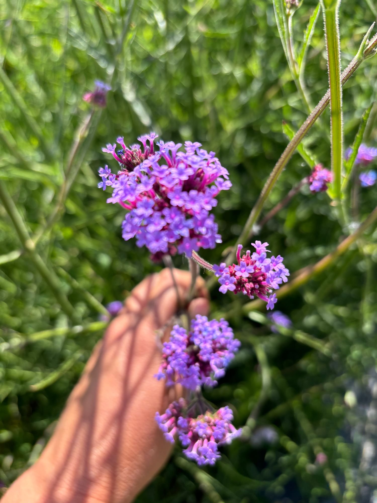 Verbena $11 bu