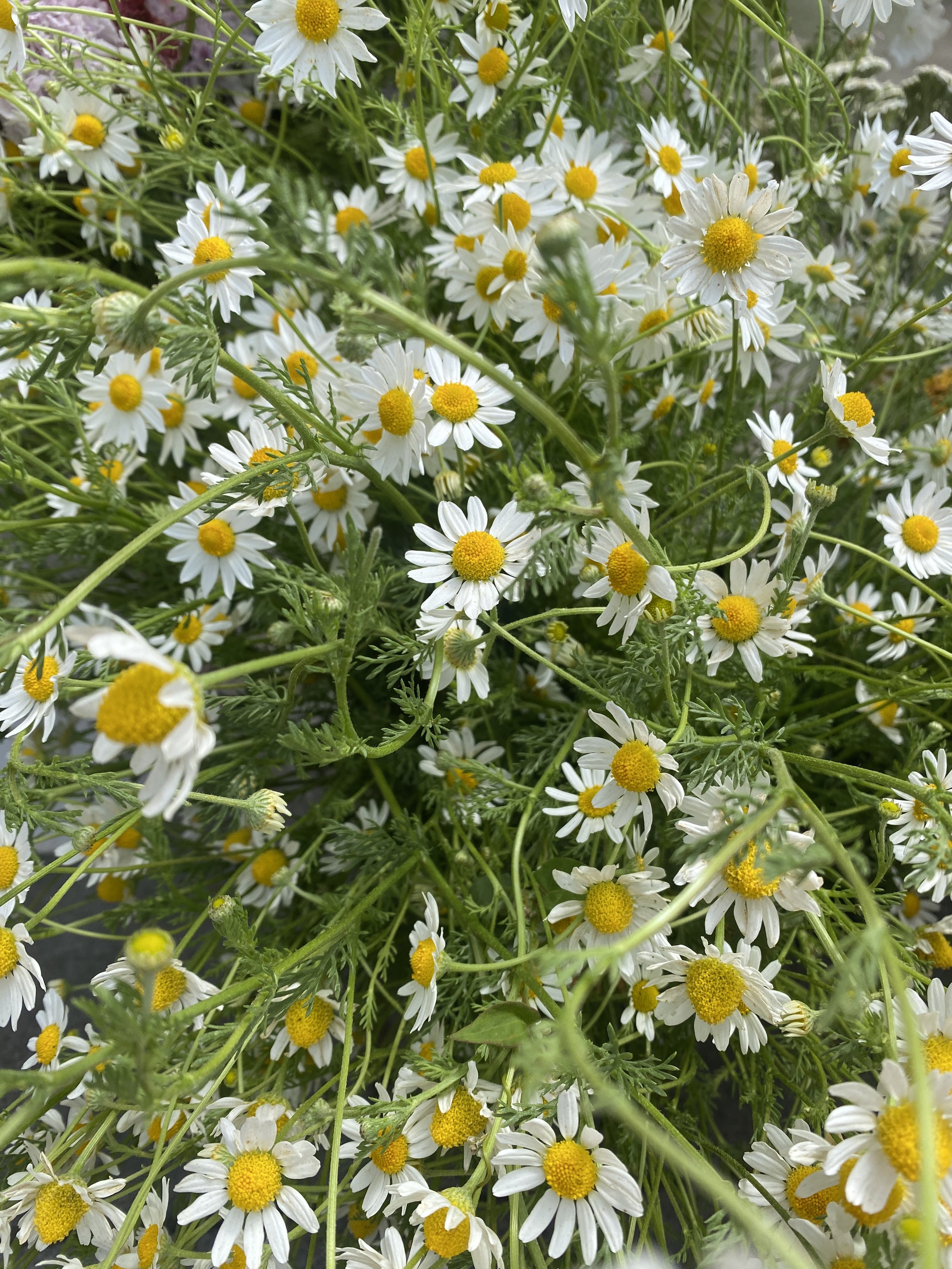 ANTHEMIS cotula Mayweed