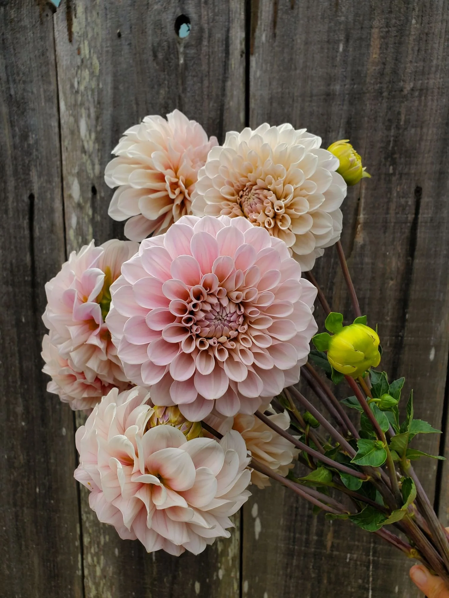 DAHLIA Sweet Nathalie