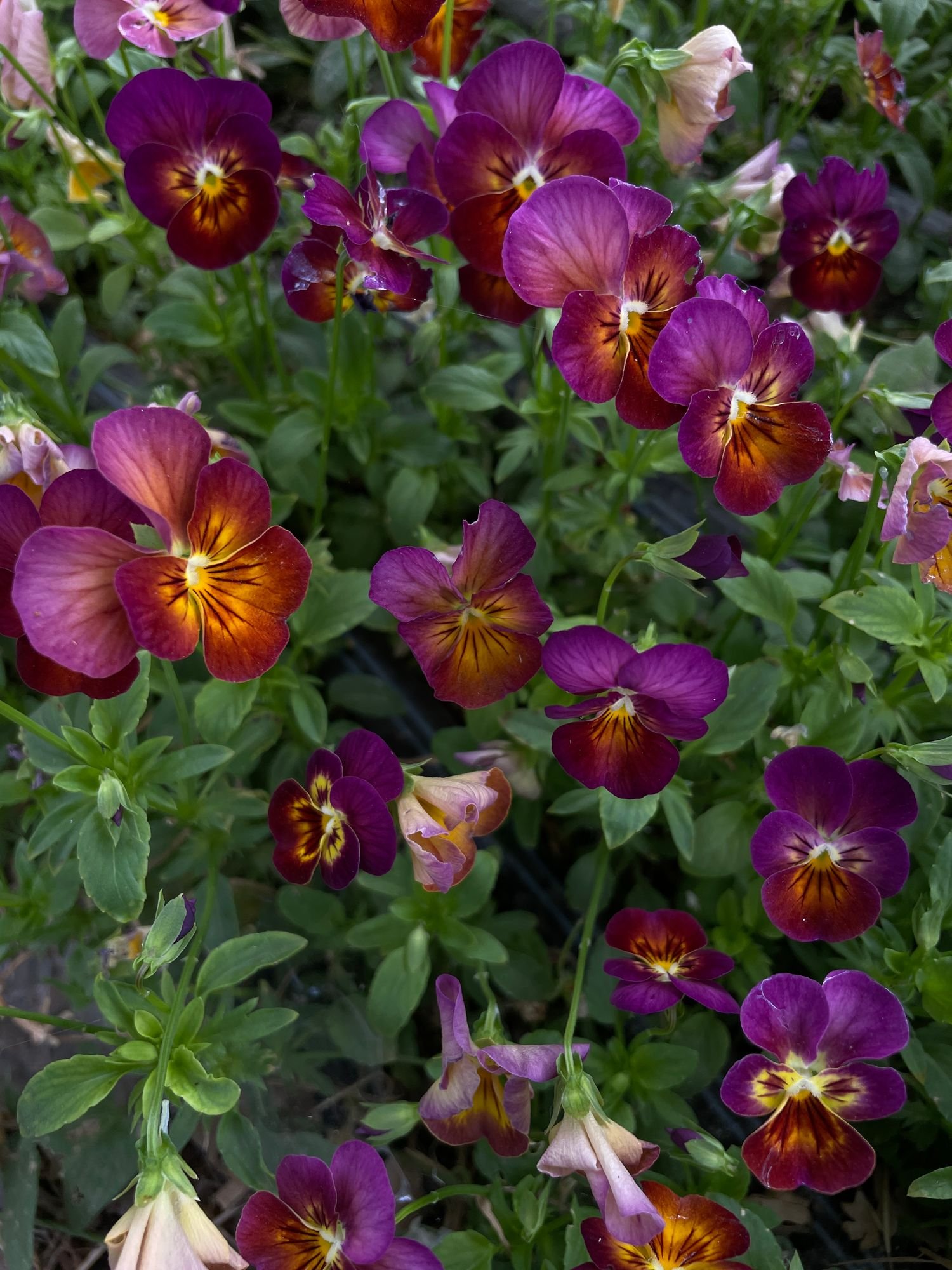 Viola 'Mulberry Shades'