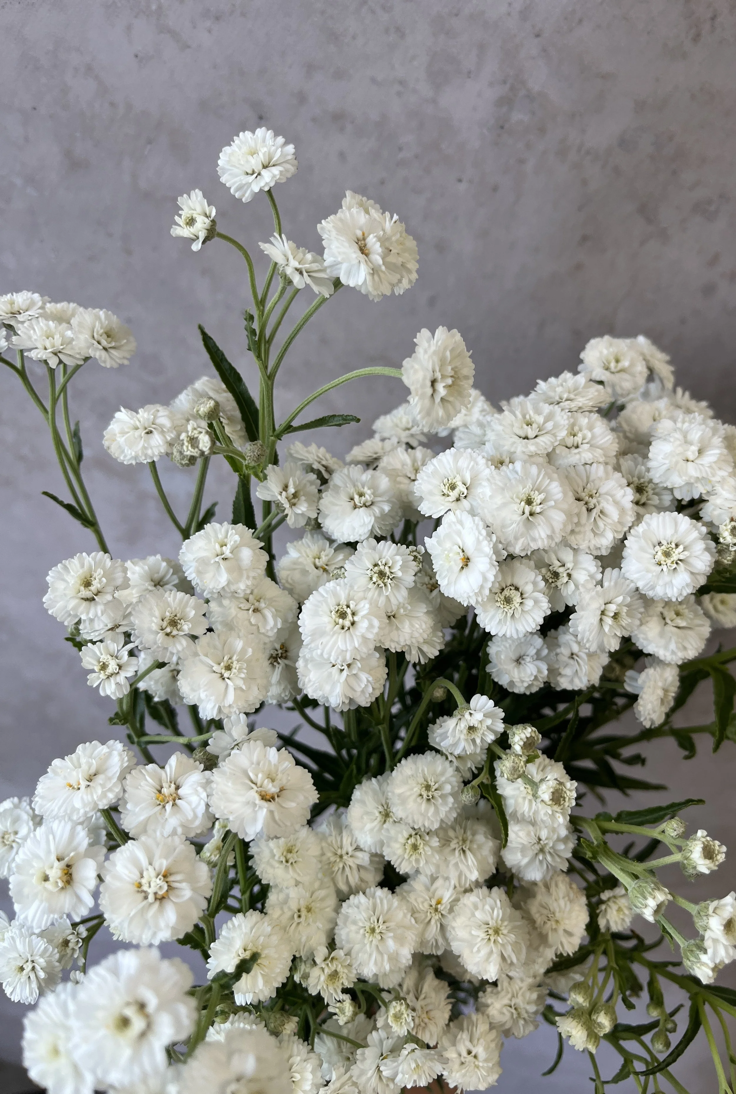 ACHILLEA ptarmica Double Diamond