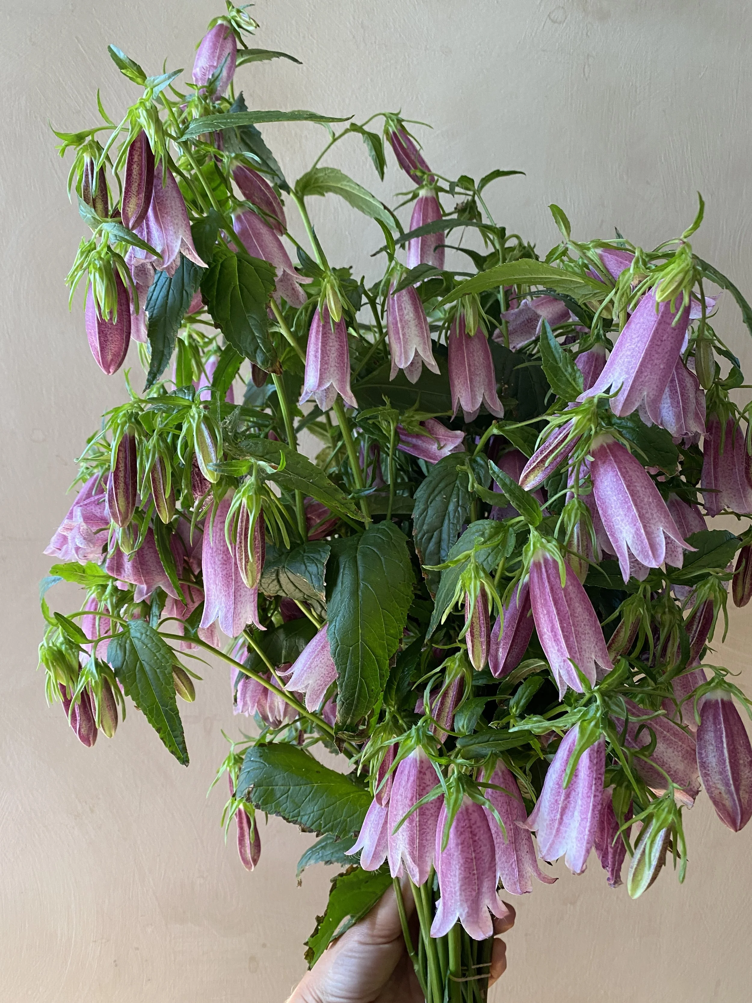Campanula takesimana