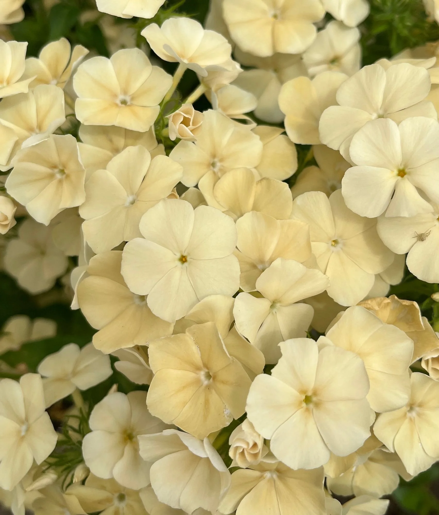 PHLOX drummondii Isabellina
