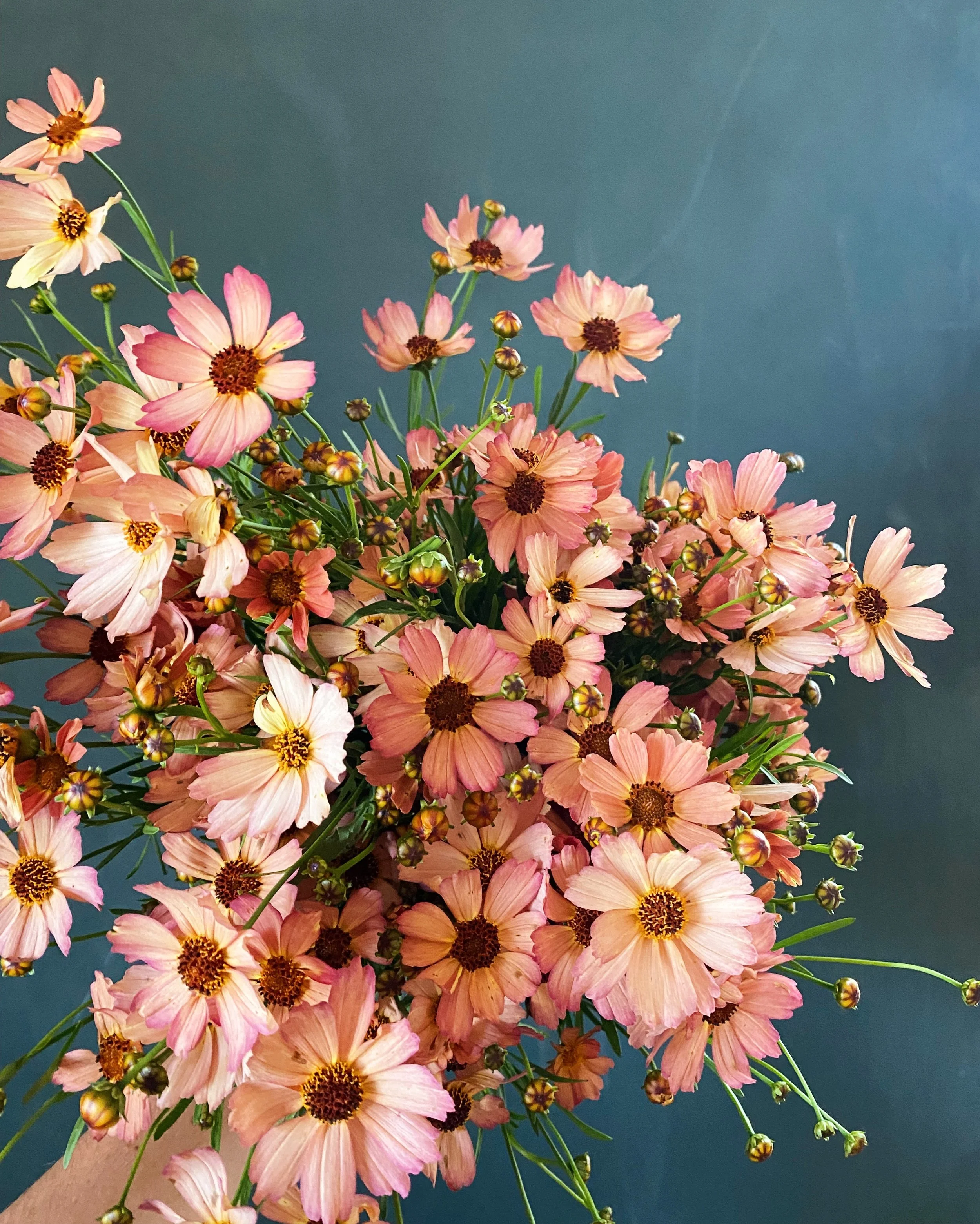 COREOPSIS x Fall Sensation Sandstone