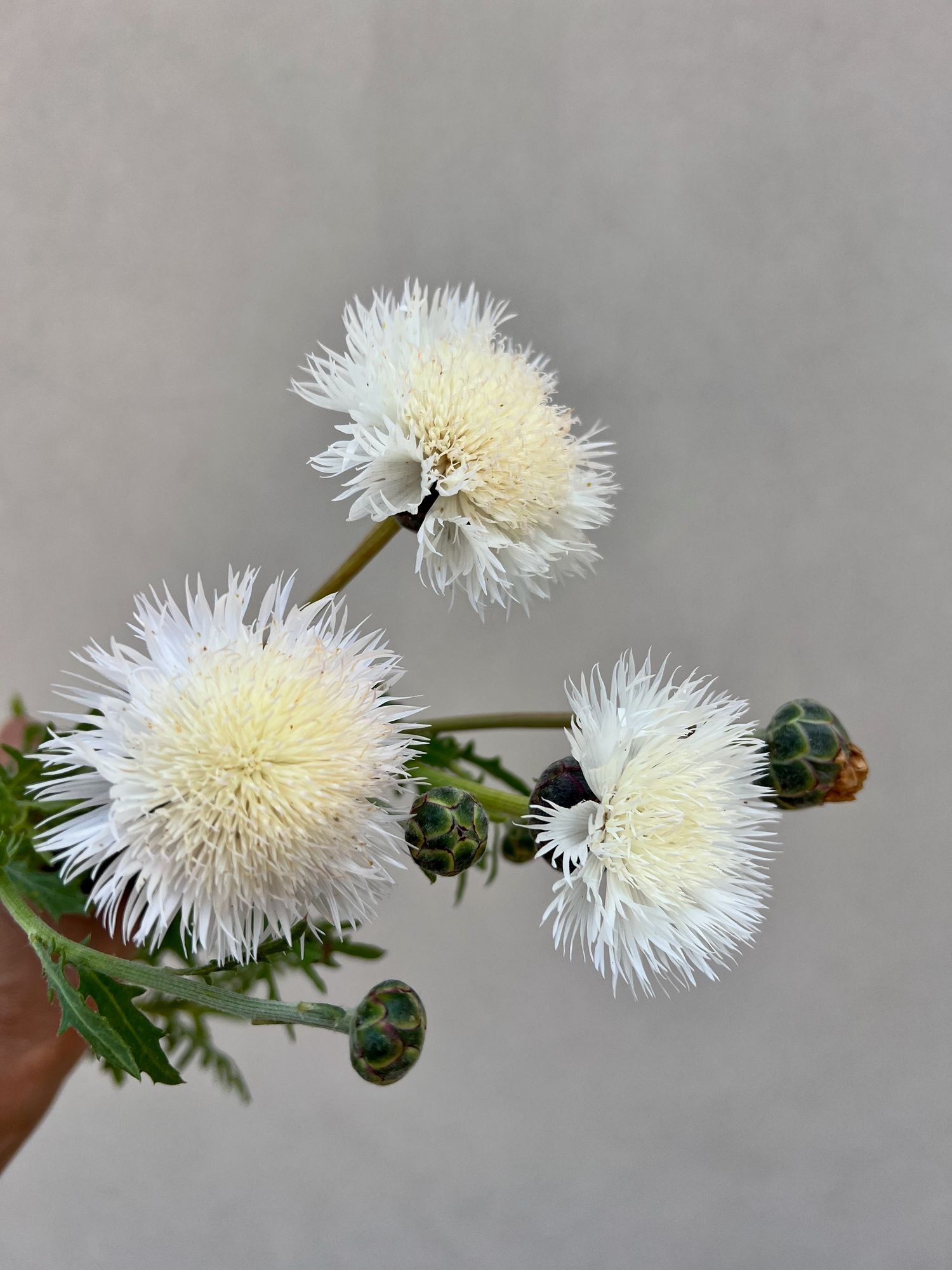 CENTAUREA moschata
