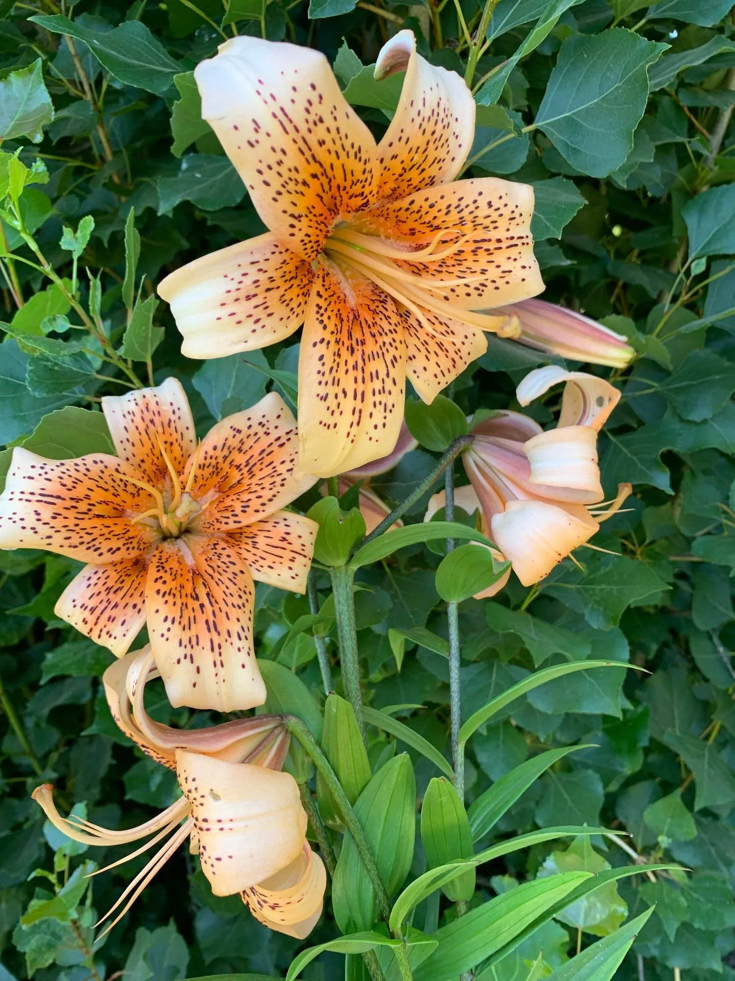 LILIUM Tiger Babies