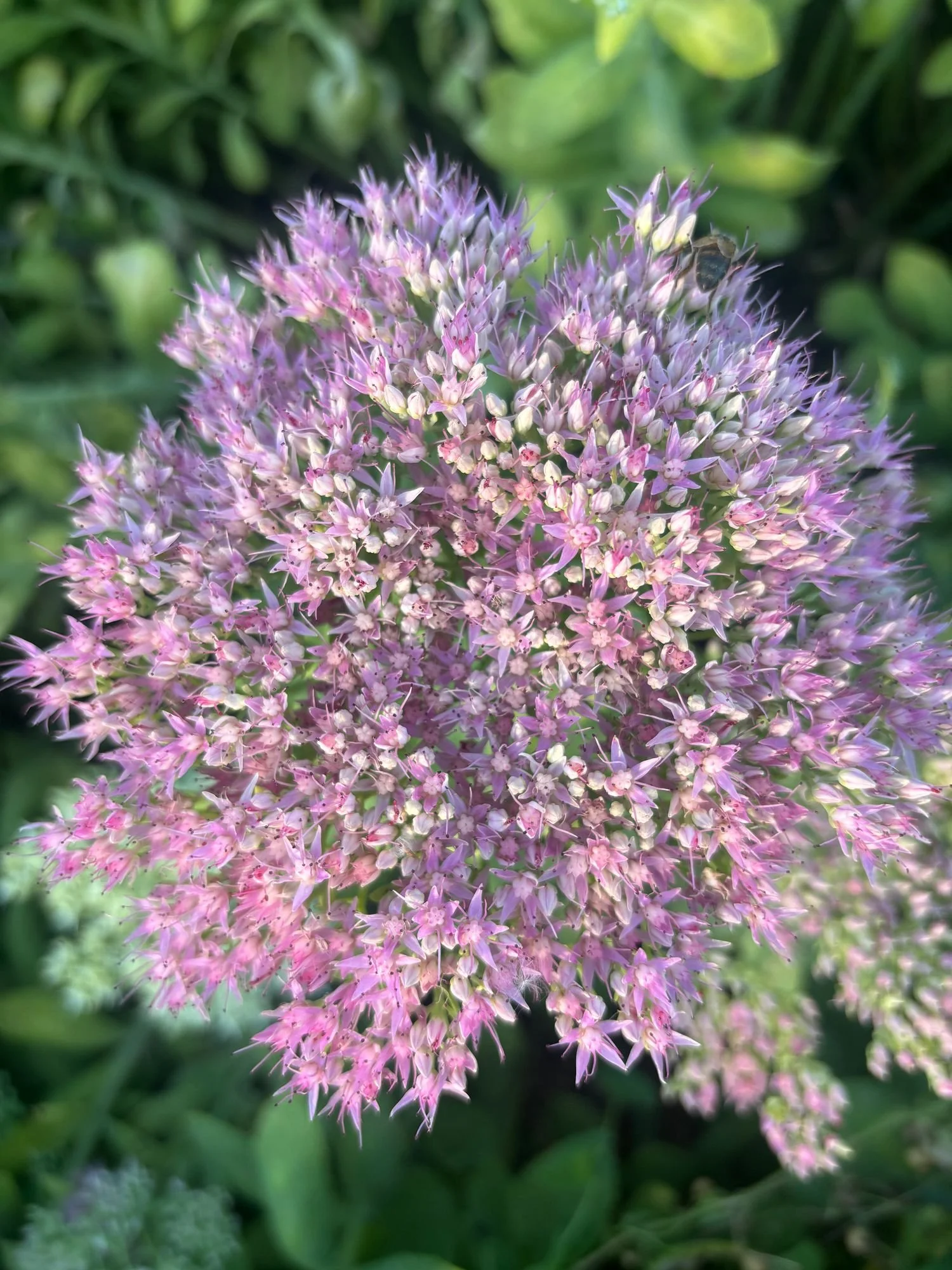 HYLOTELEPHIUM spectabile Stardust Pink