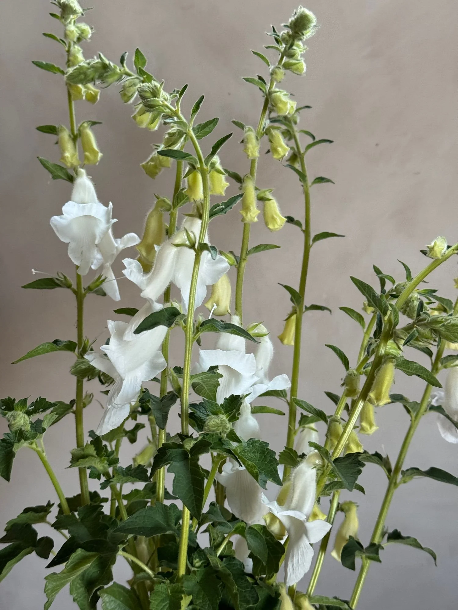 CERATOTHECA triloba Alba