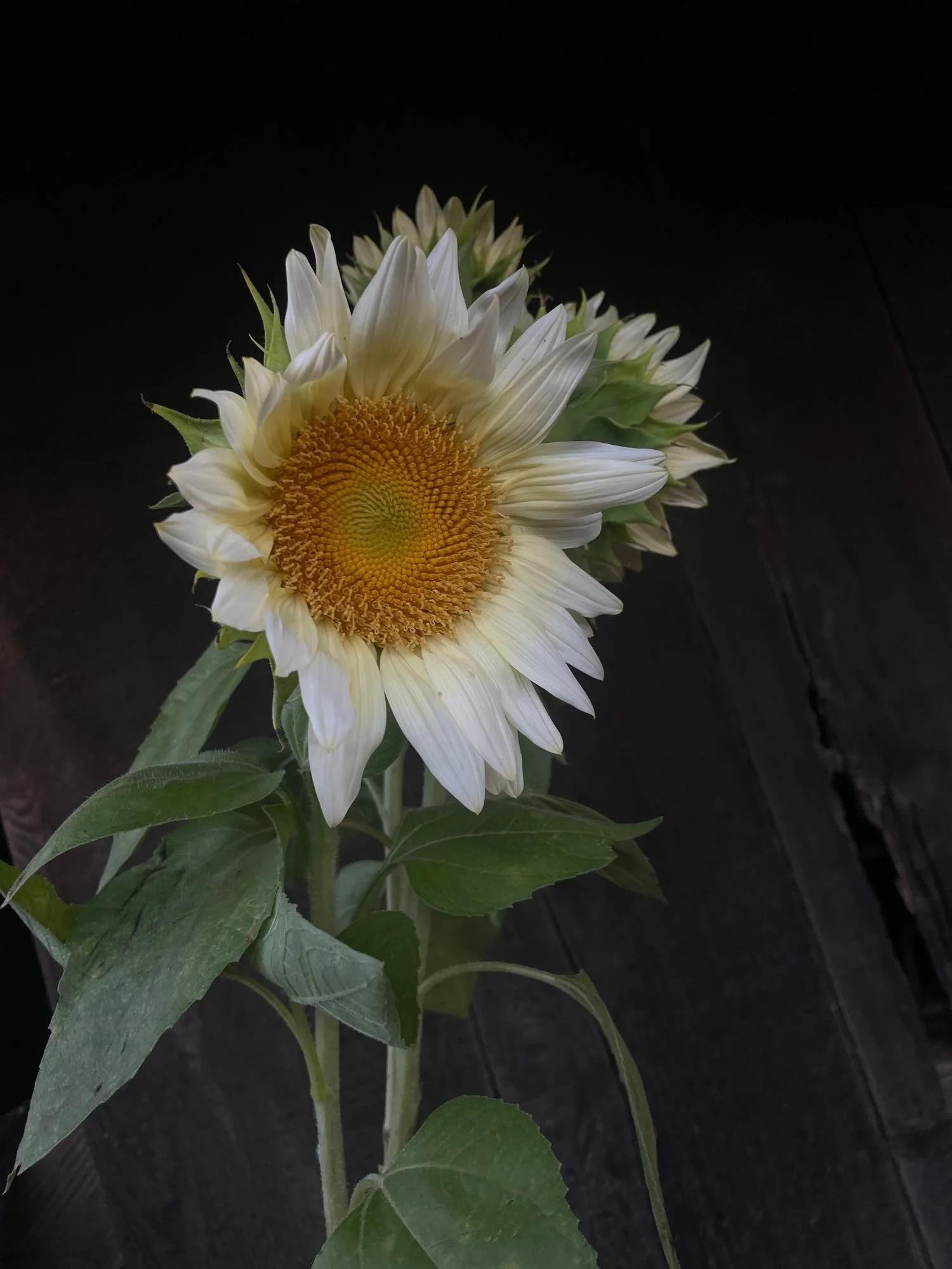 HELIANTHUS annuus ProCut White Lite