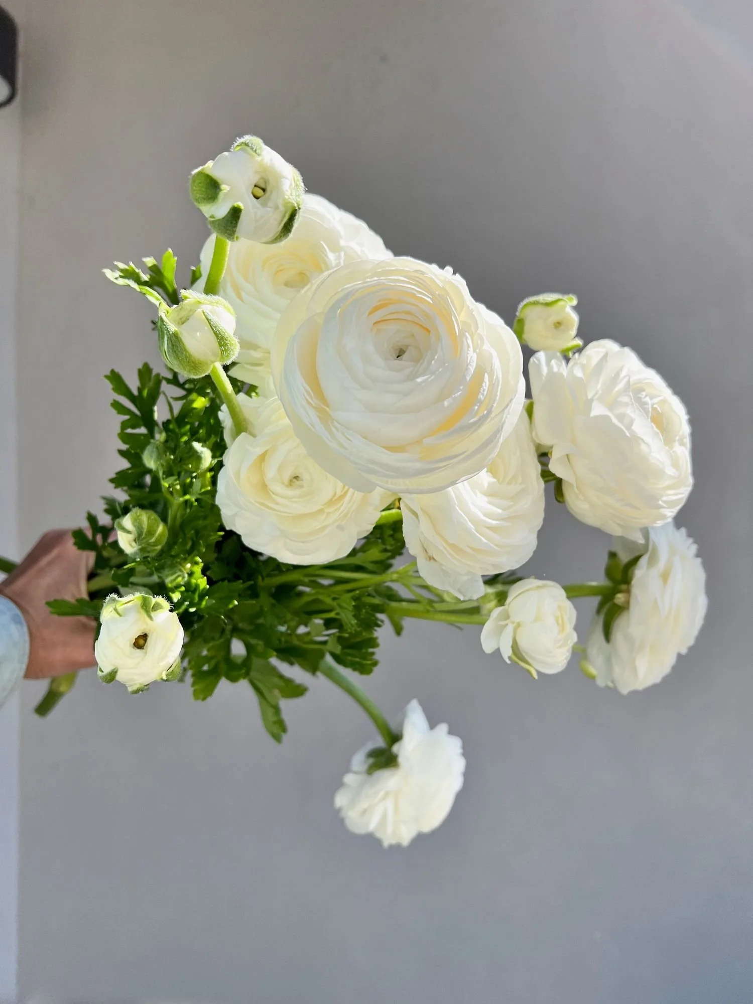 RANUNCULUS Amandine White