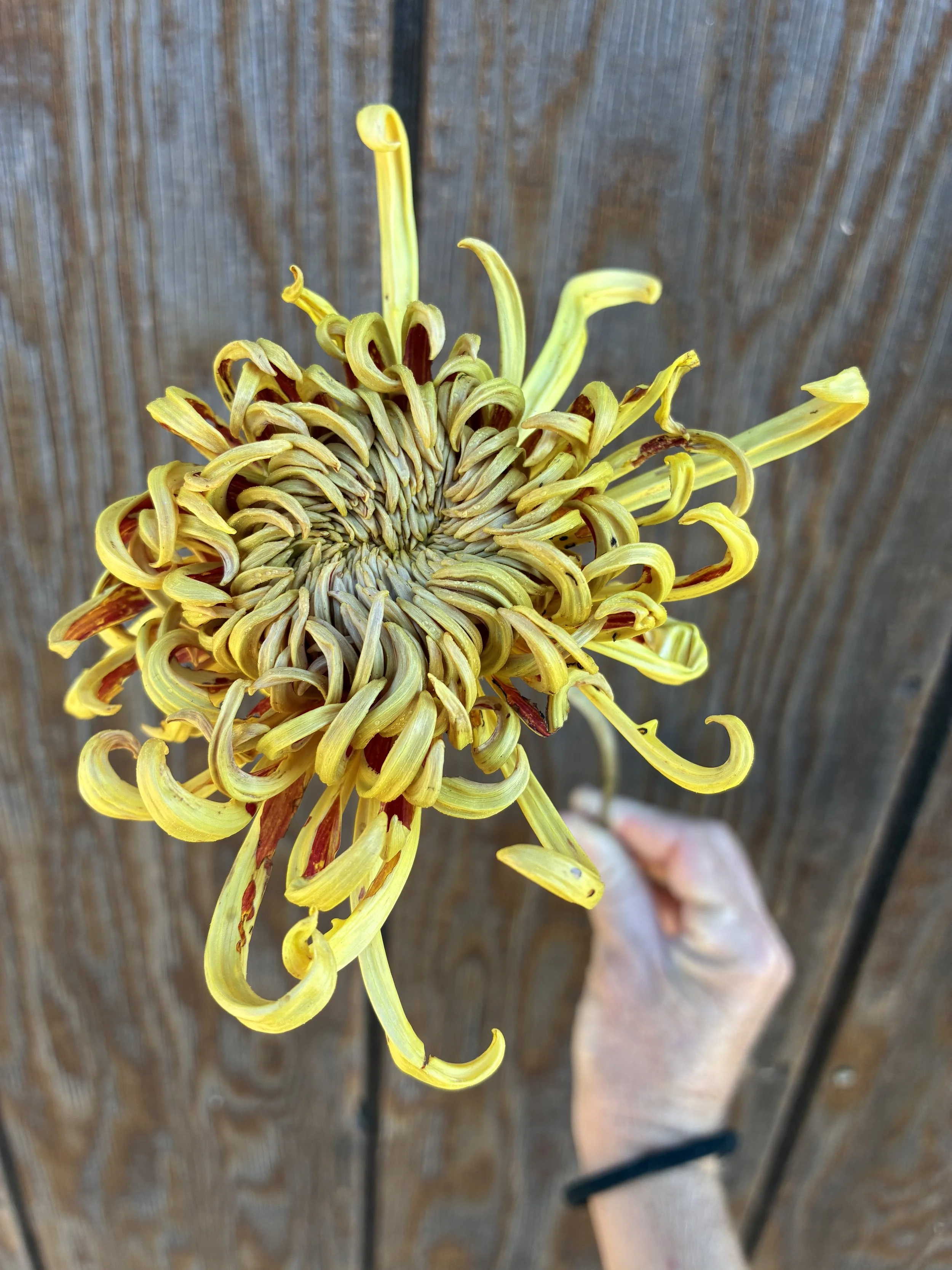 CHRYSANTHEMUM x Nijin Bigo