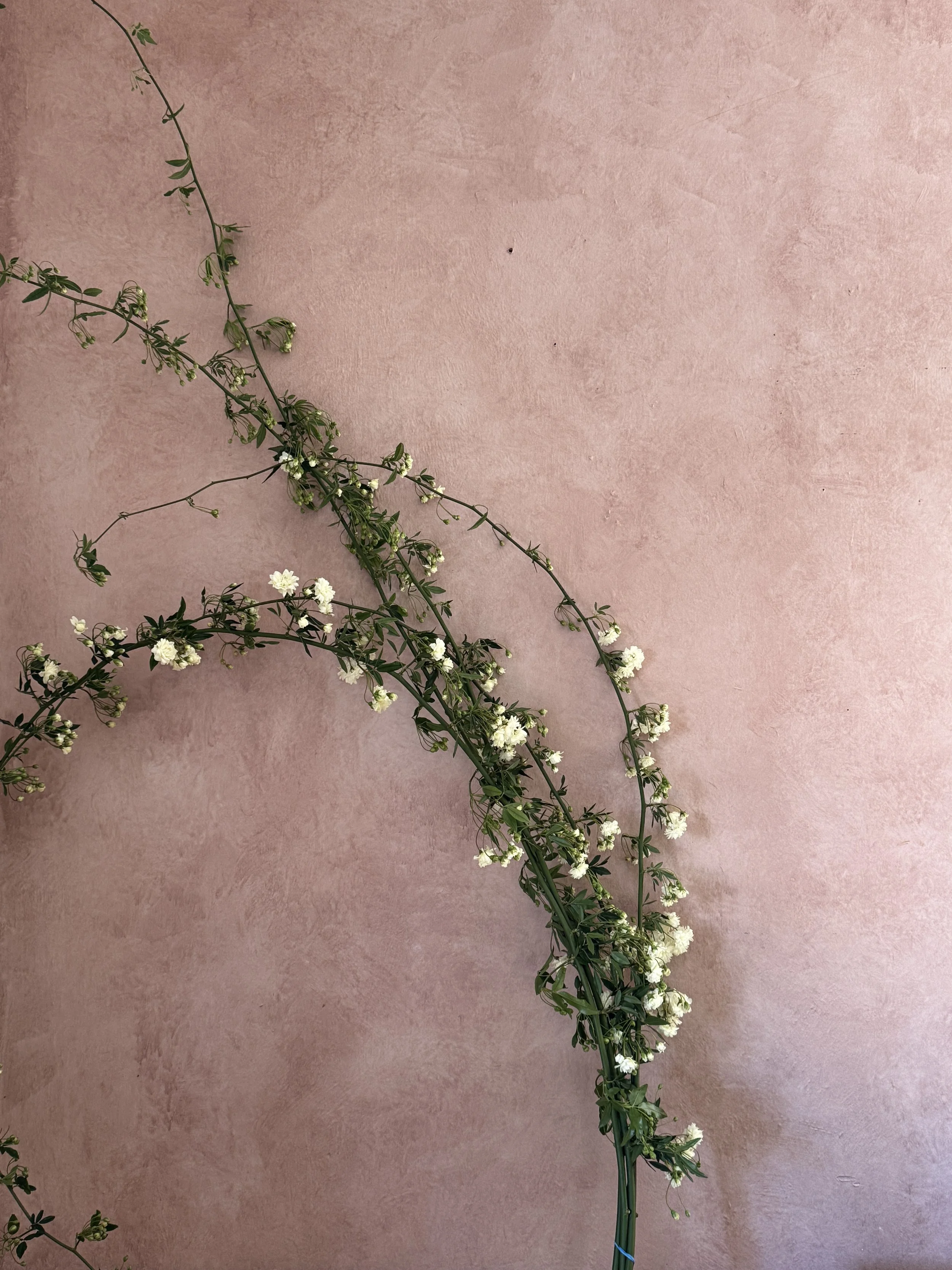 ROSA banksiae (36"+)