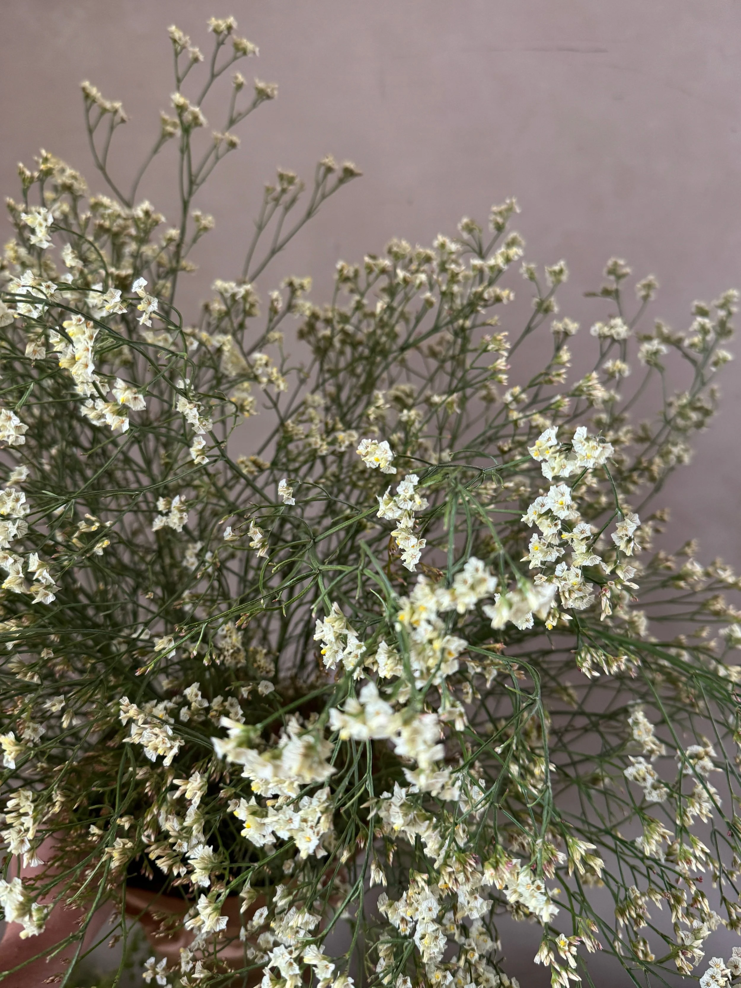 LIMONIUM sinensis Sensy Lemonade