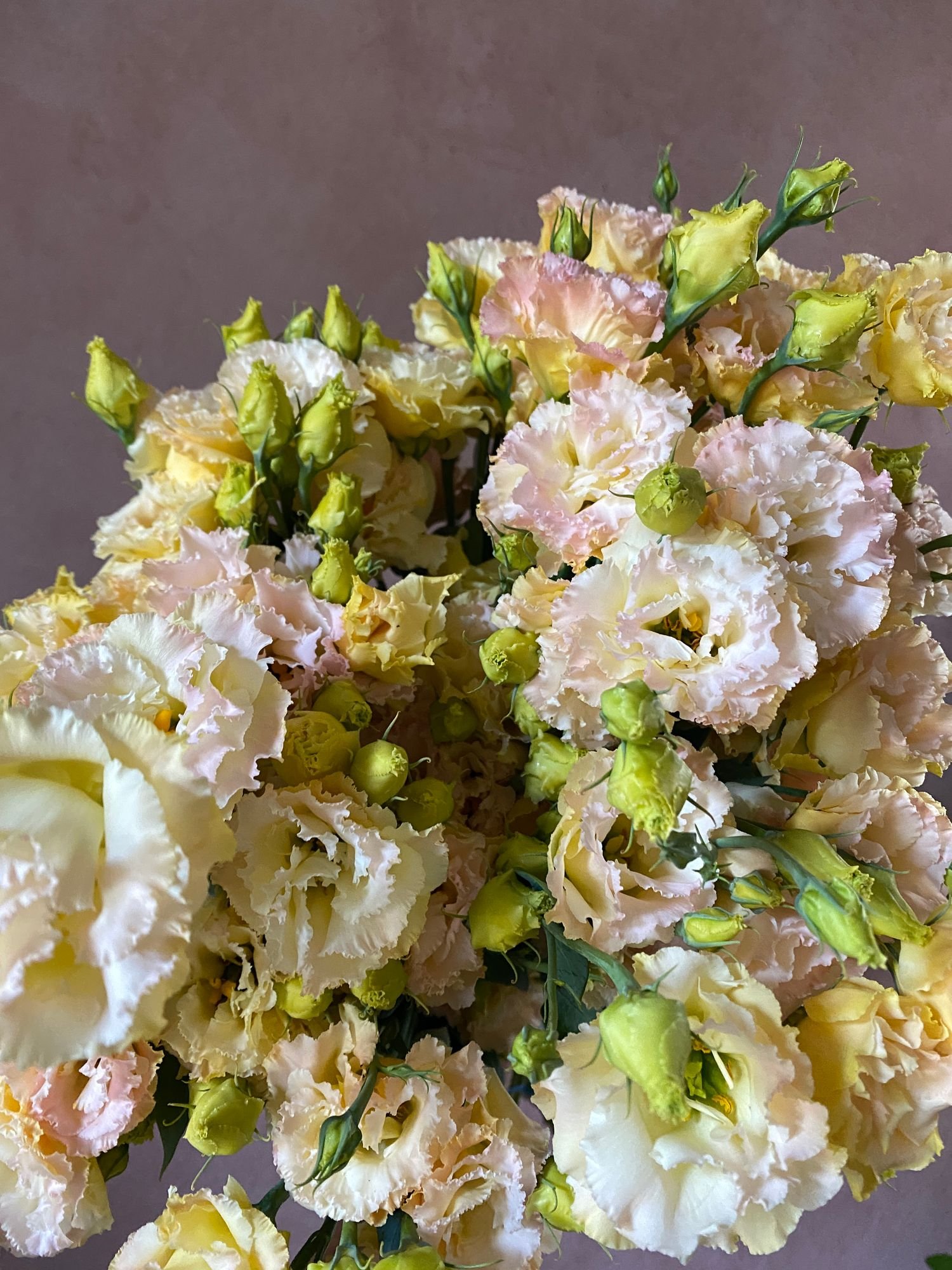 Lisianthus 'Voyage Champagne'