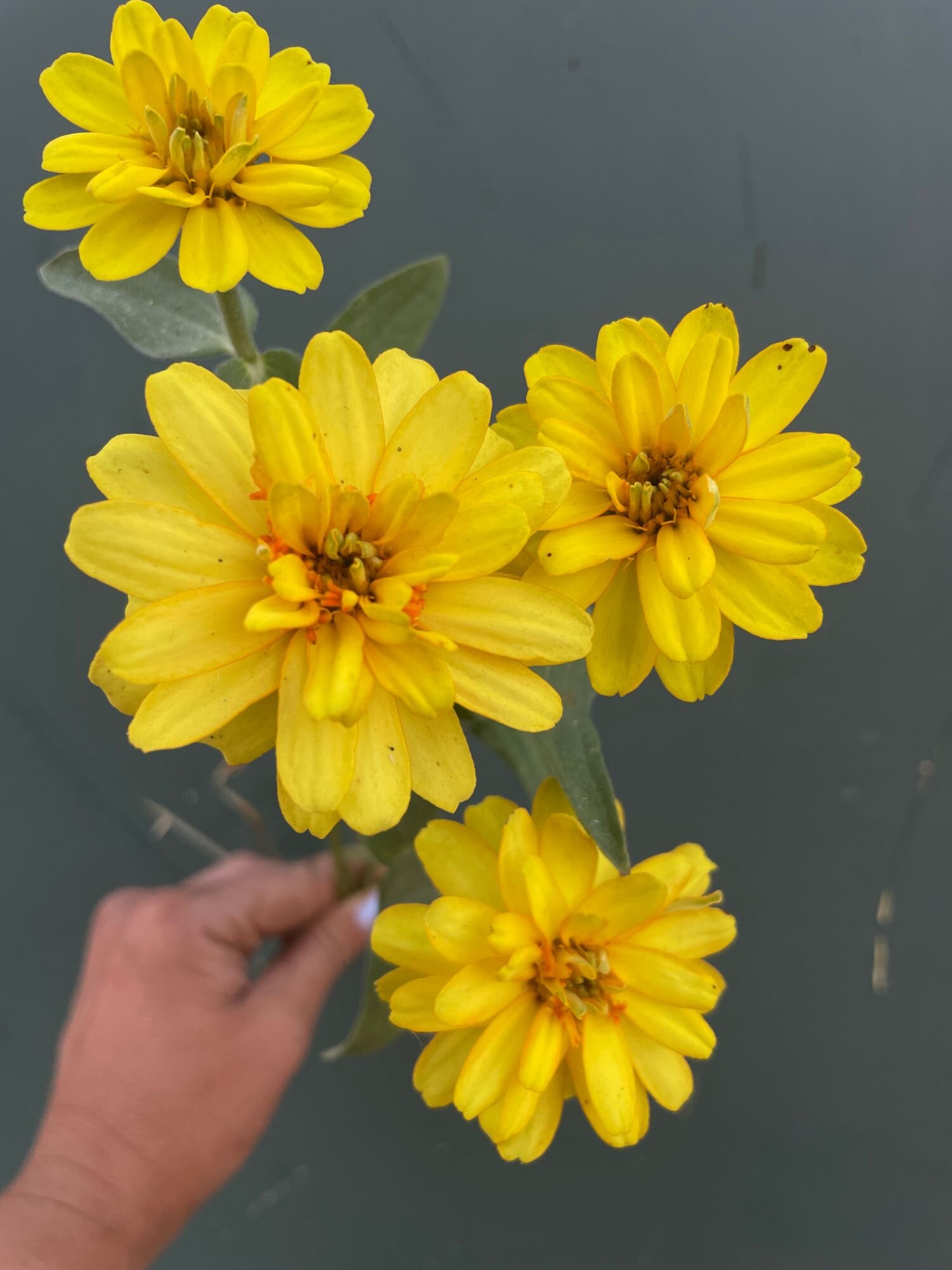 ZINNIA x Profusion Double Yellow