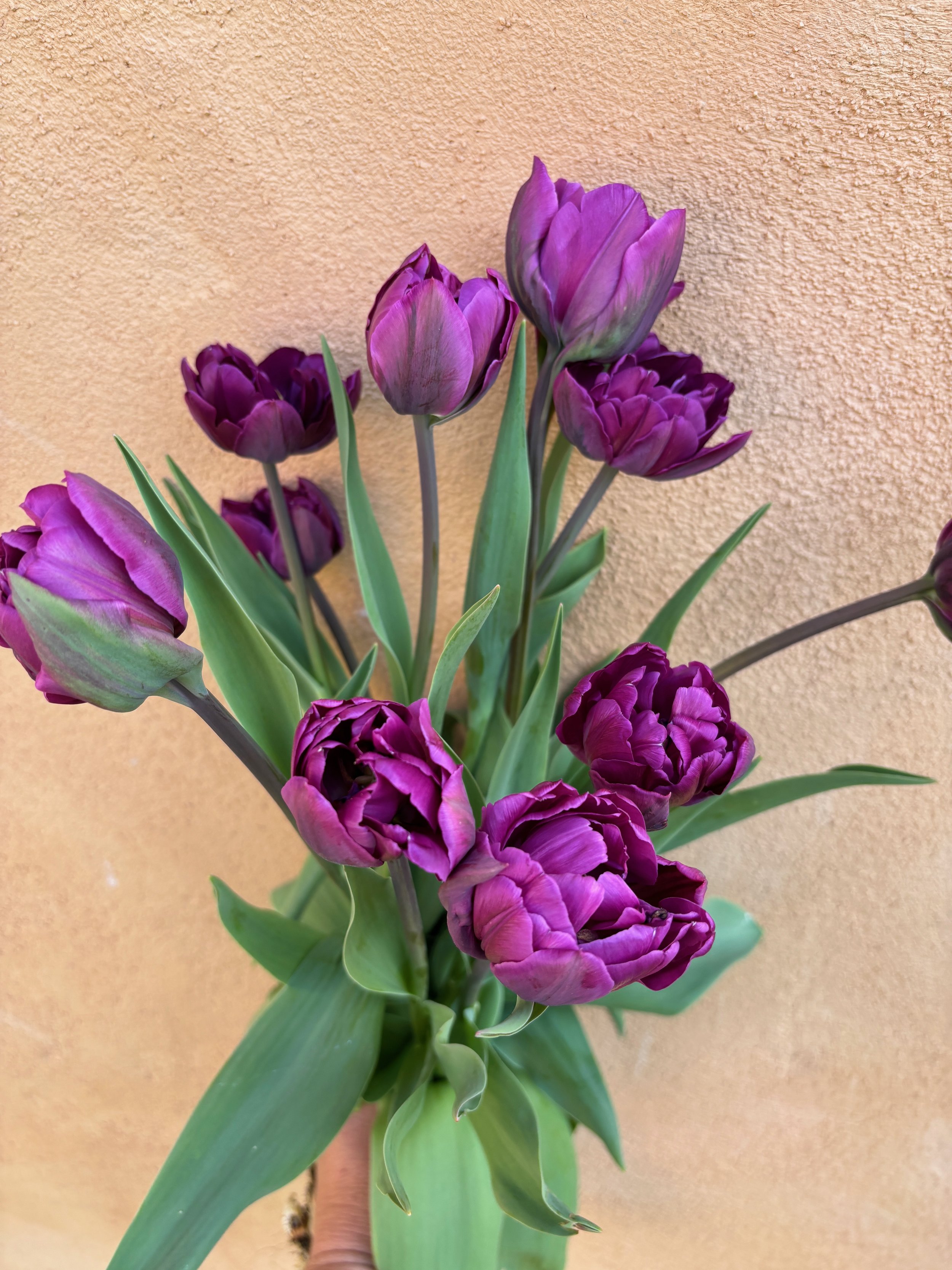 Tulip