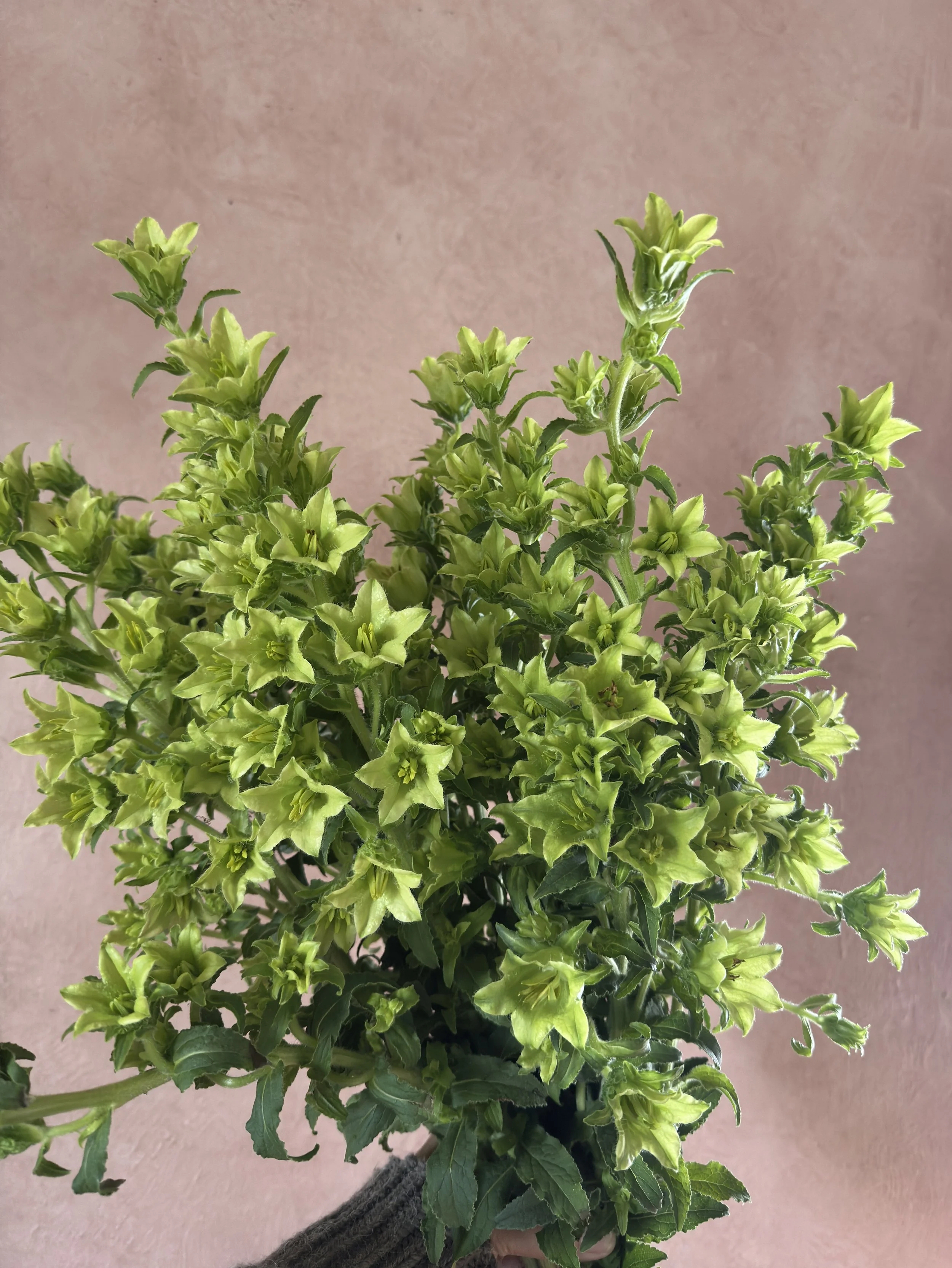 CAMPANULA medium Evergreen