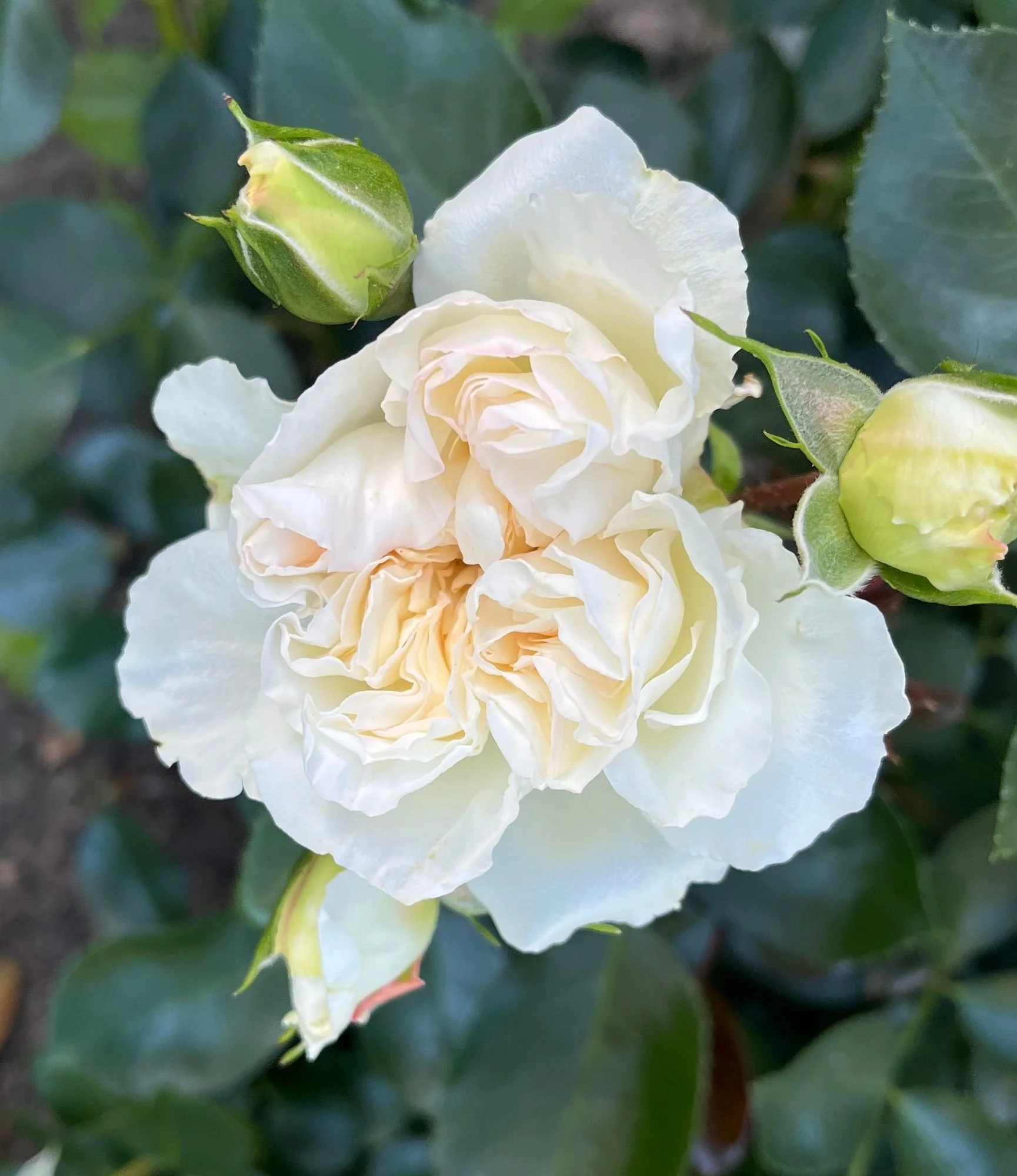 Rosa hybrida