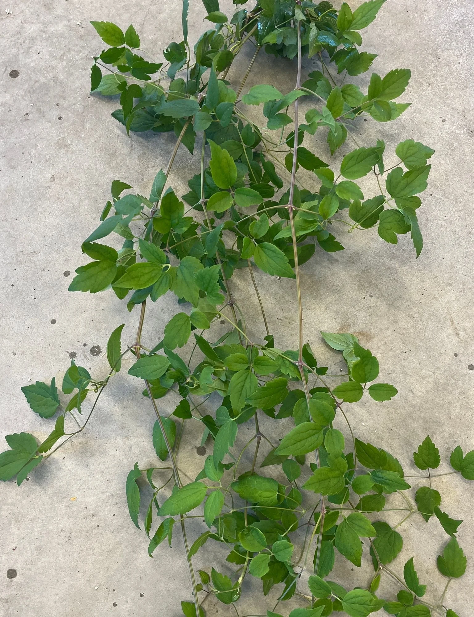 CLEMATIS fargesii x vitalba Paul Farges (FOLIAGE ONLY)