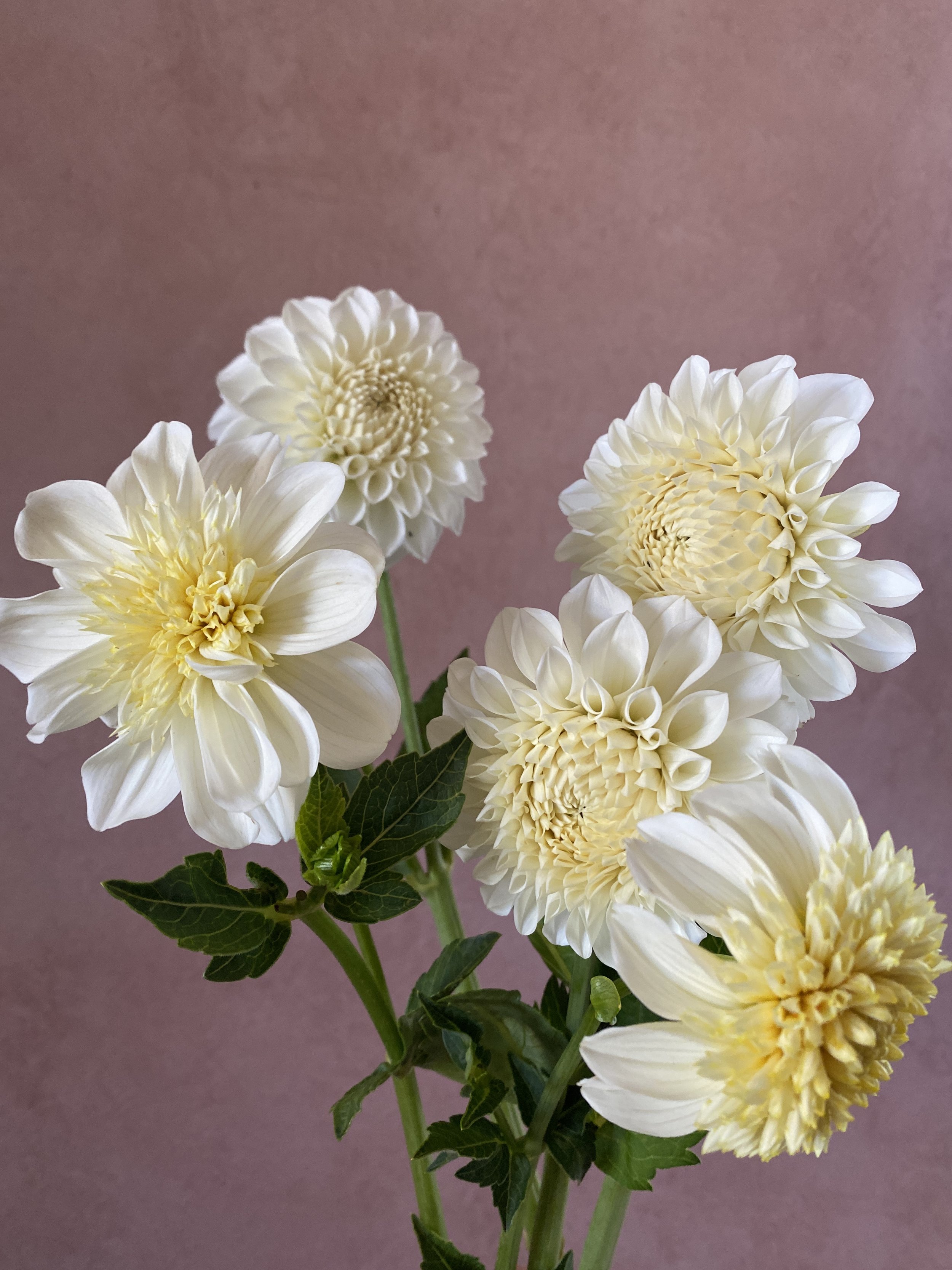 Dahlia 'Platinum Blonde' and 'Boom Boom White'