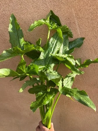 ARUM hygrophilum Leaves