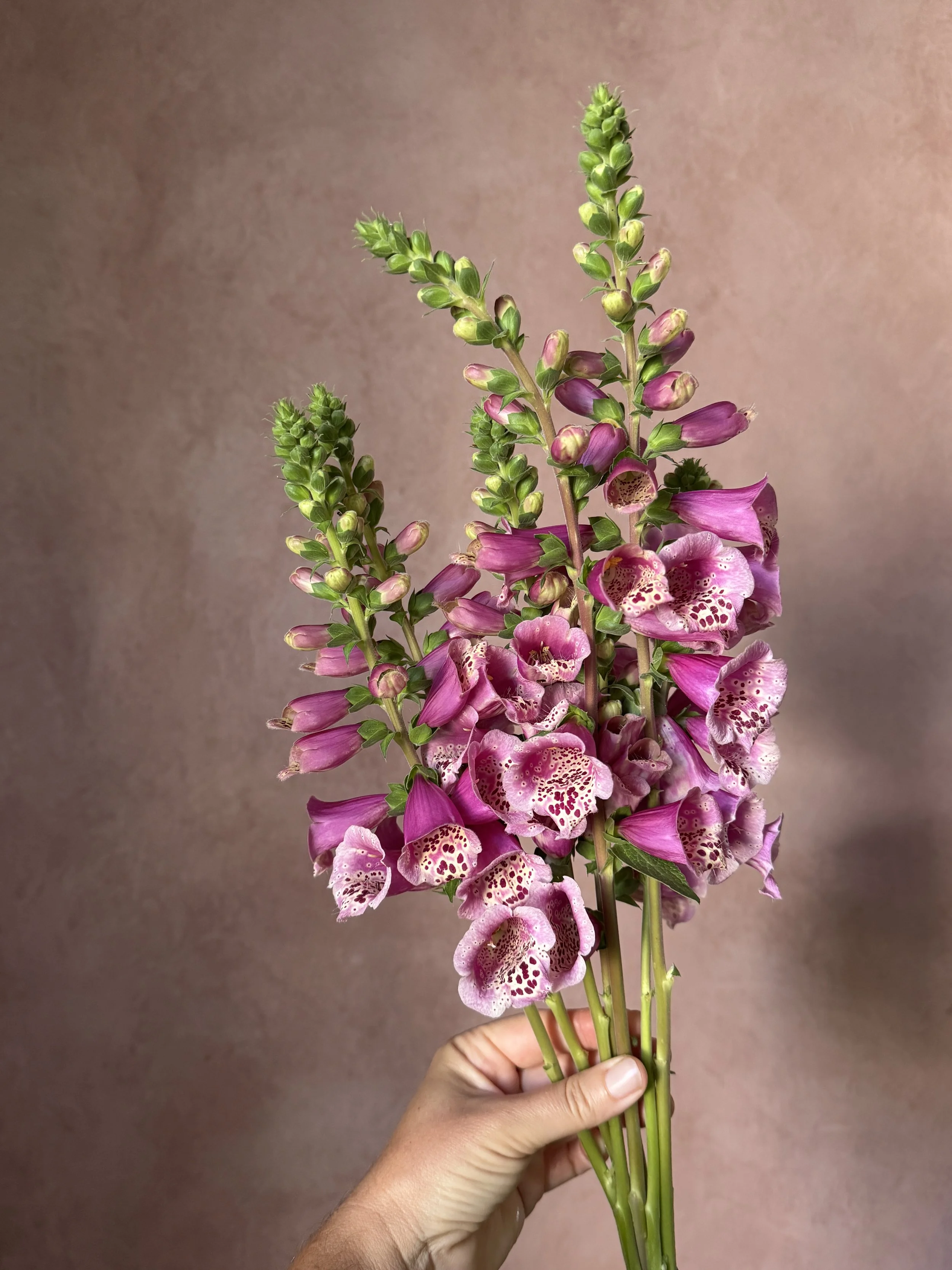 DIGITALIS purpurea BeeFoxy Foxybee Dark Pink