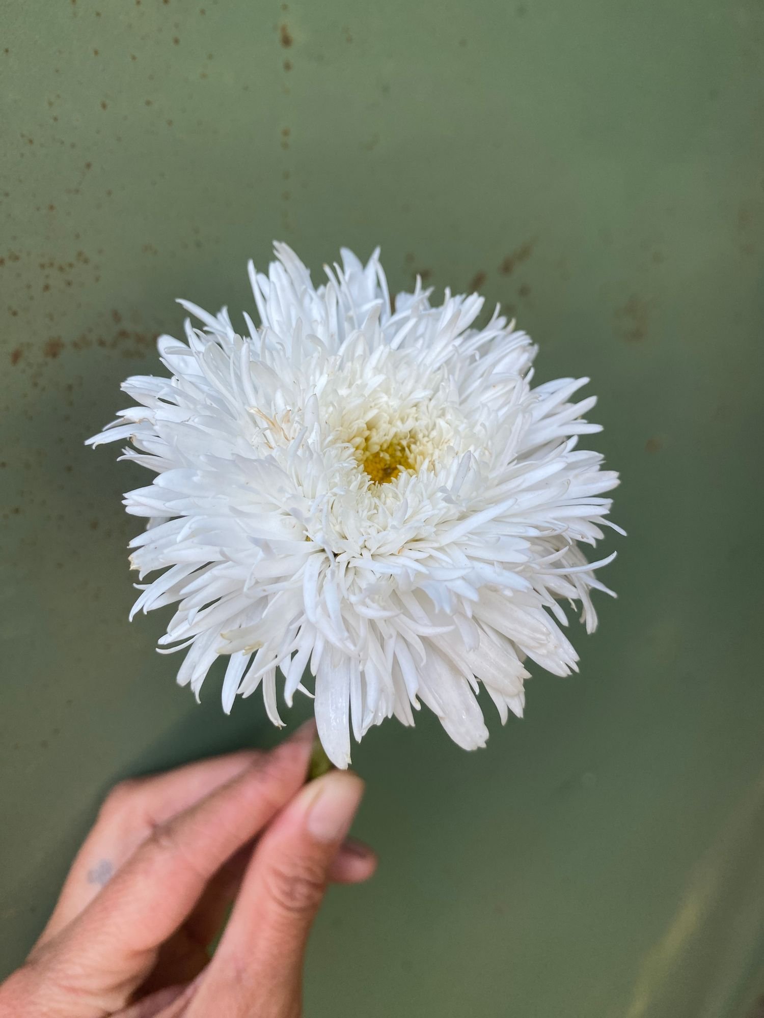 Daisy 'Sante'