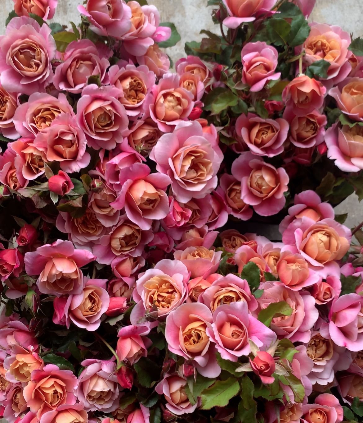 ROSA hybrida Distant Drums