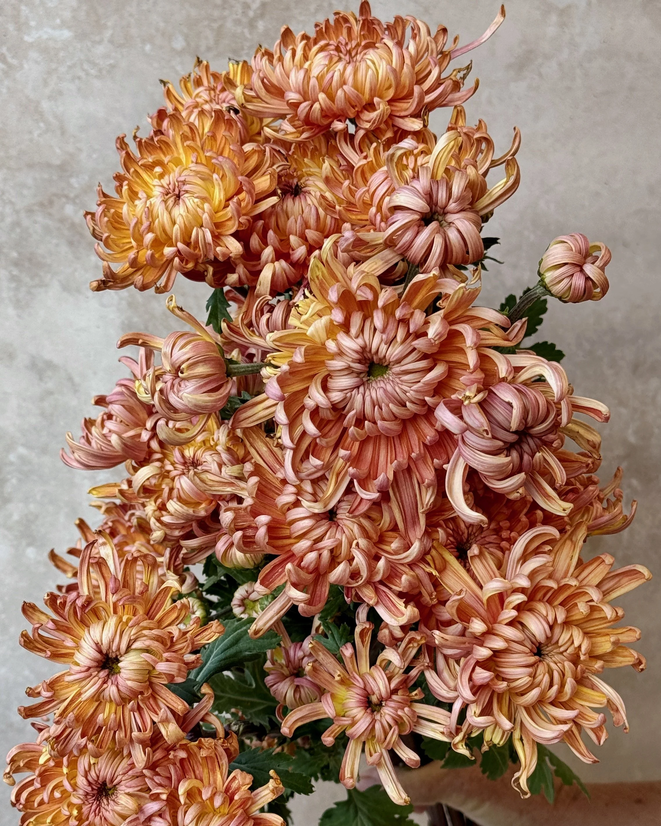 CHRYSANTHEMUM x River City