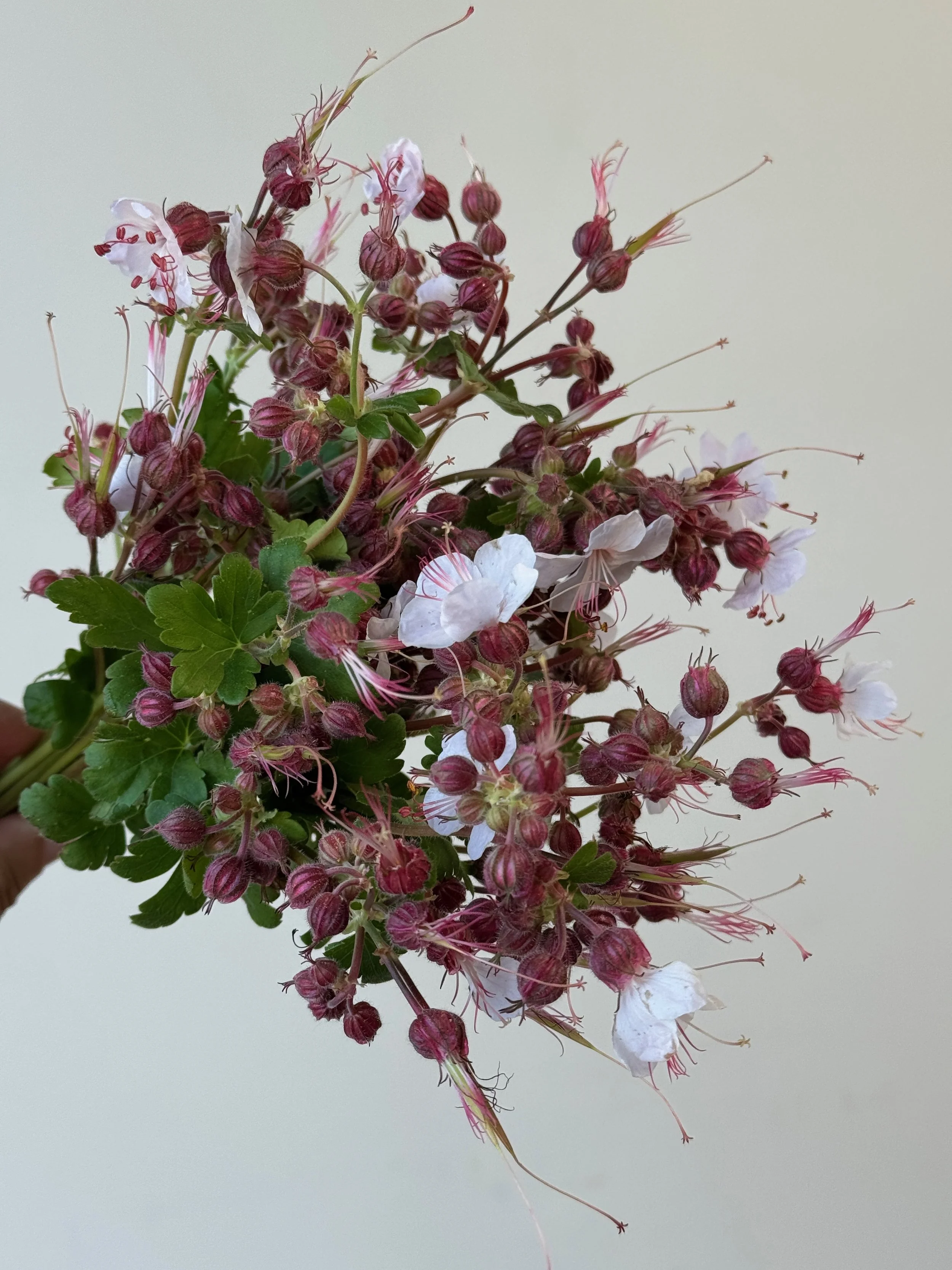 GERANIUM macrorrhizum Spessart