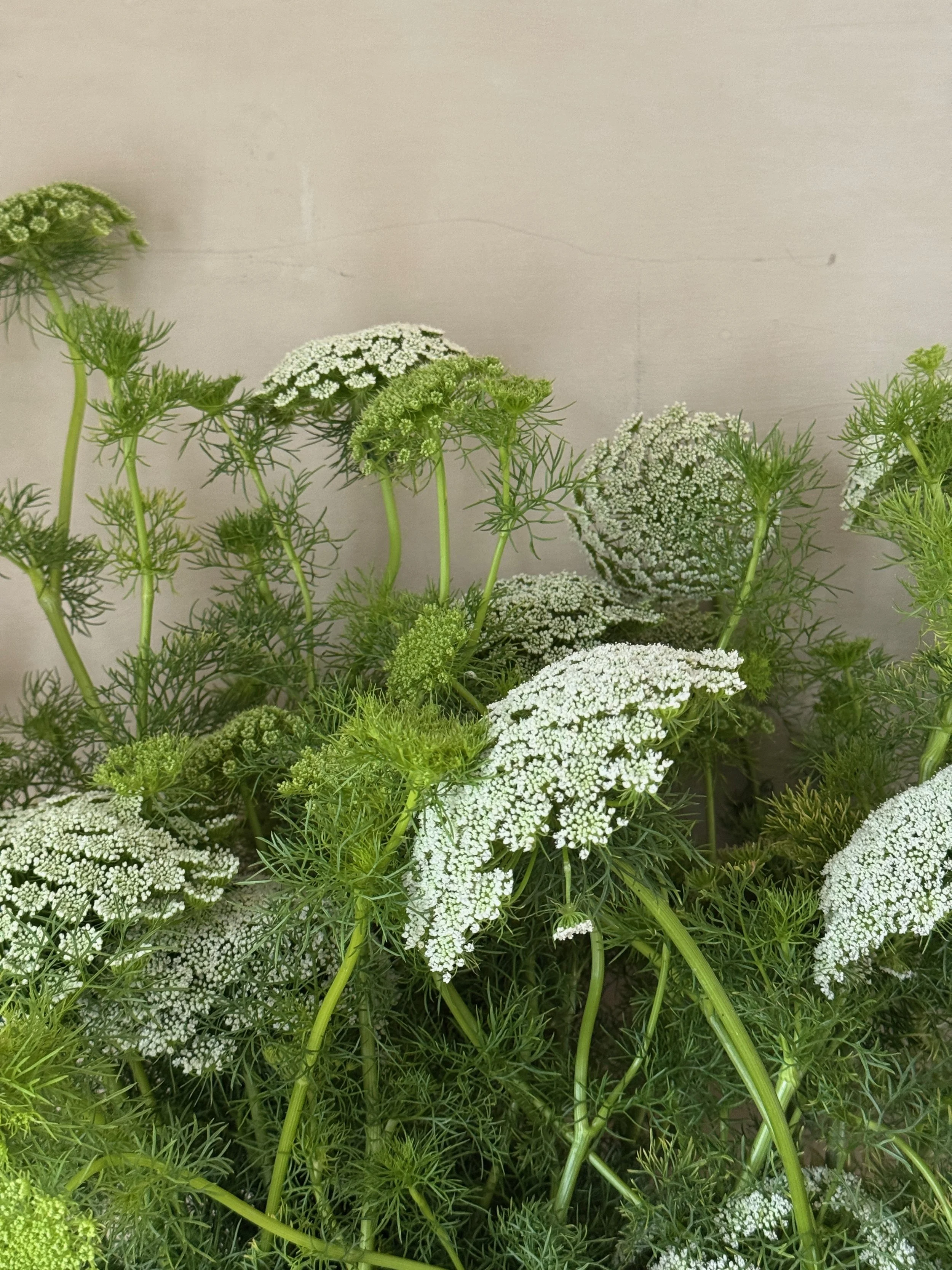 AMMI majus