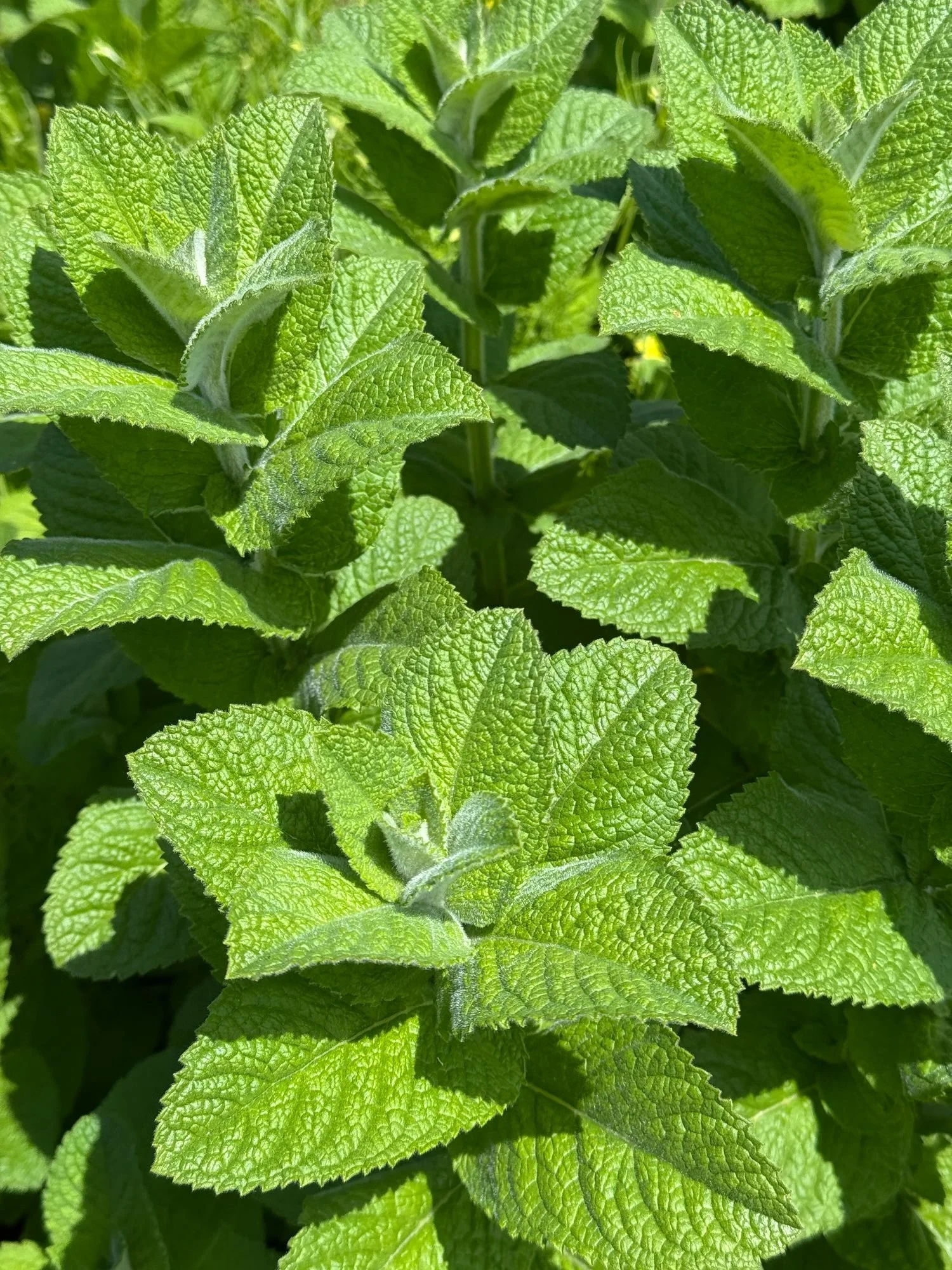 MENTHA suaveolens