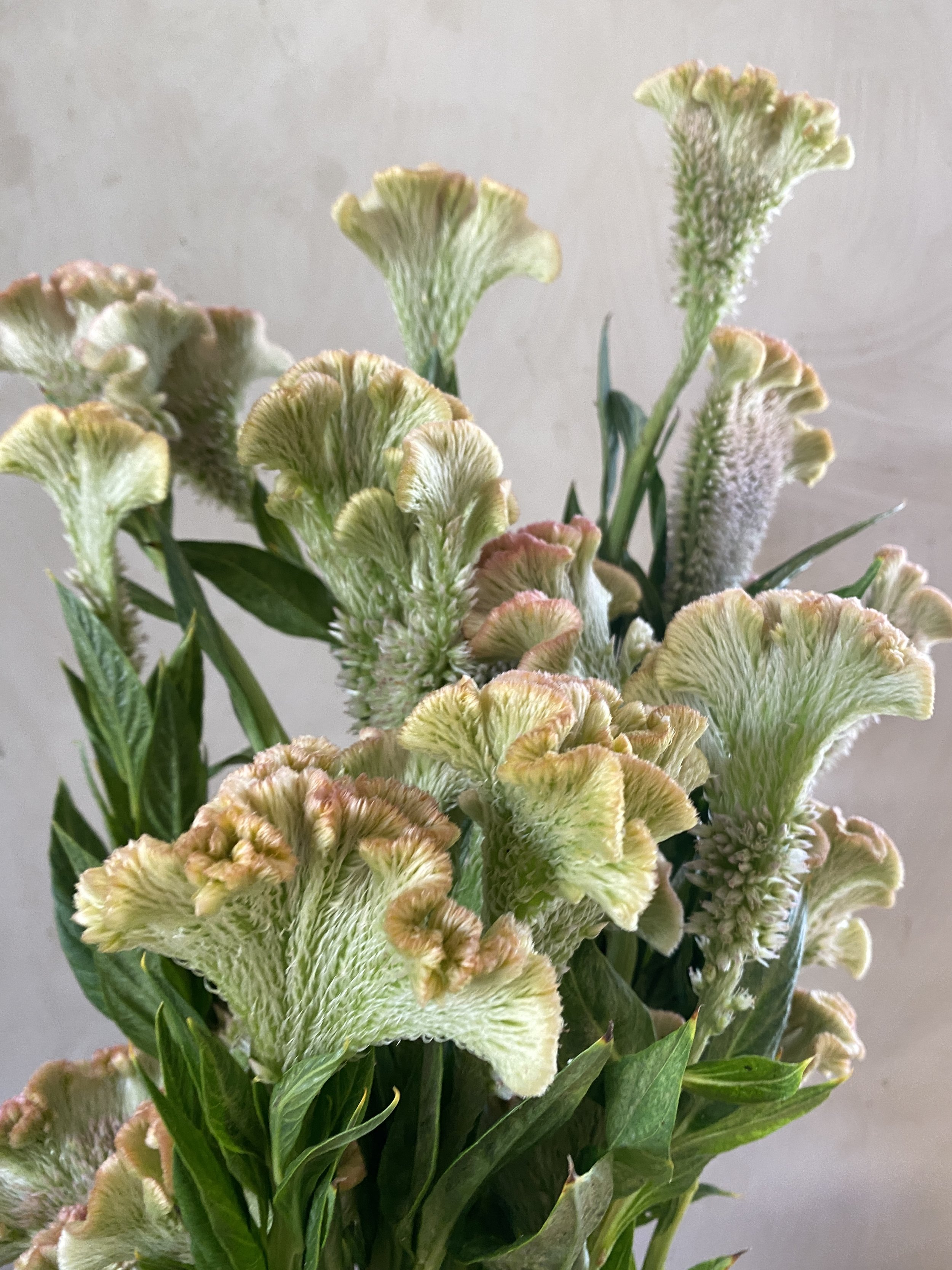 Celosia 'Turbo Pearl'