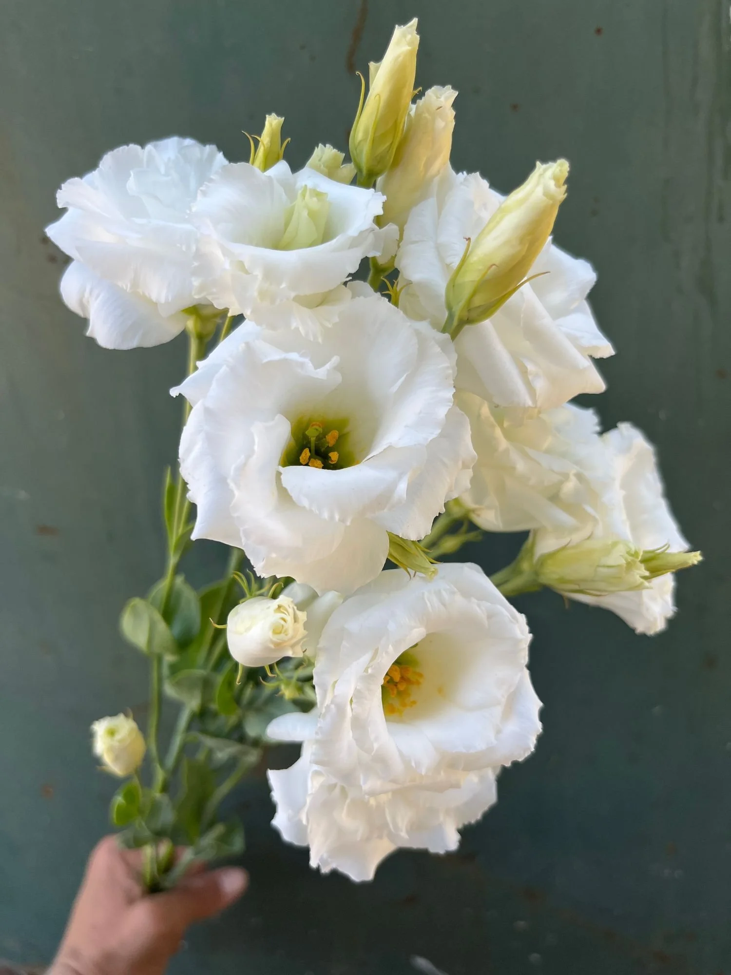 EUSTOMA grandiflorum Echo White