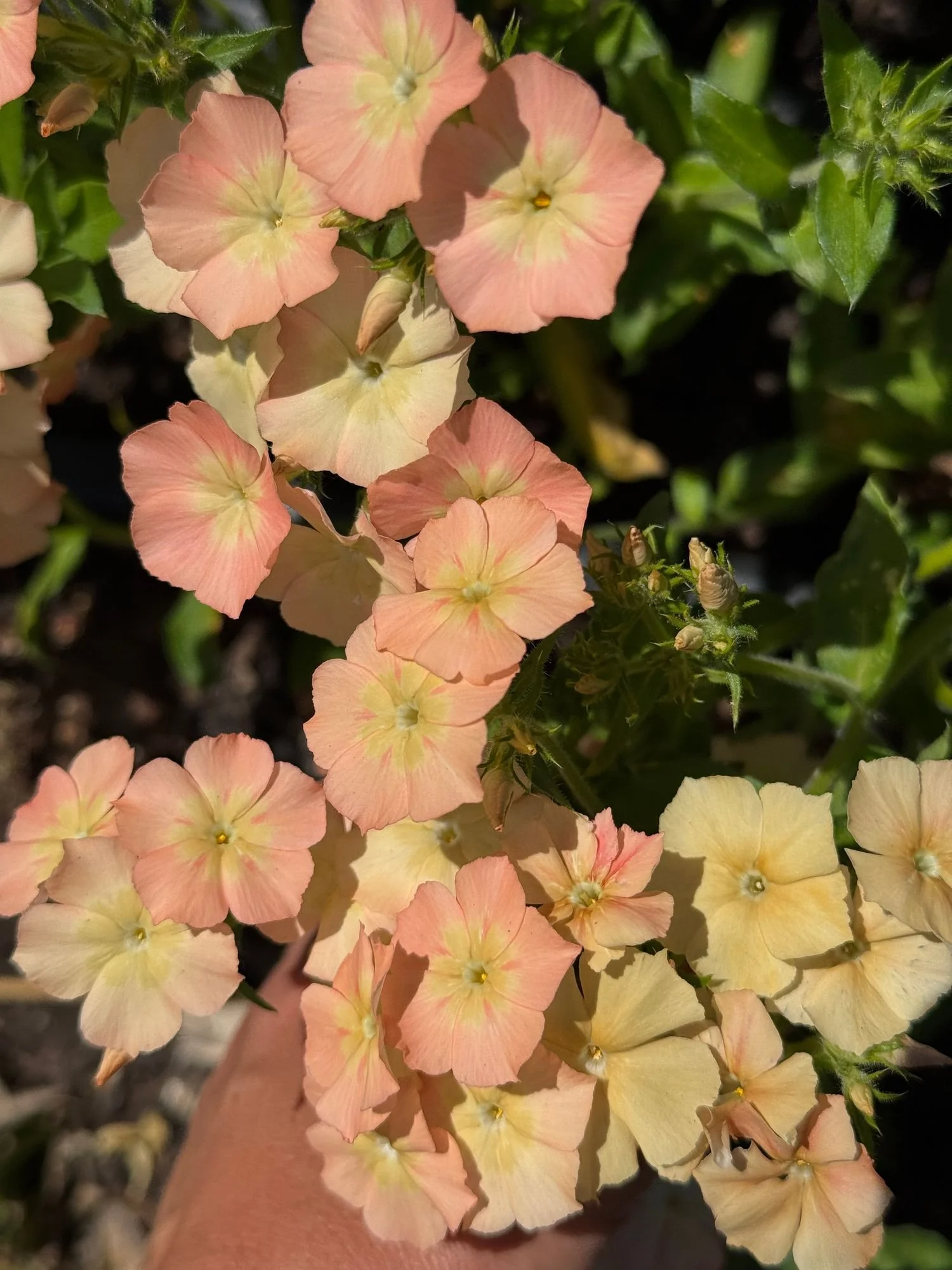 PHLOX BG Apricot