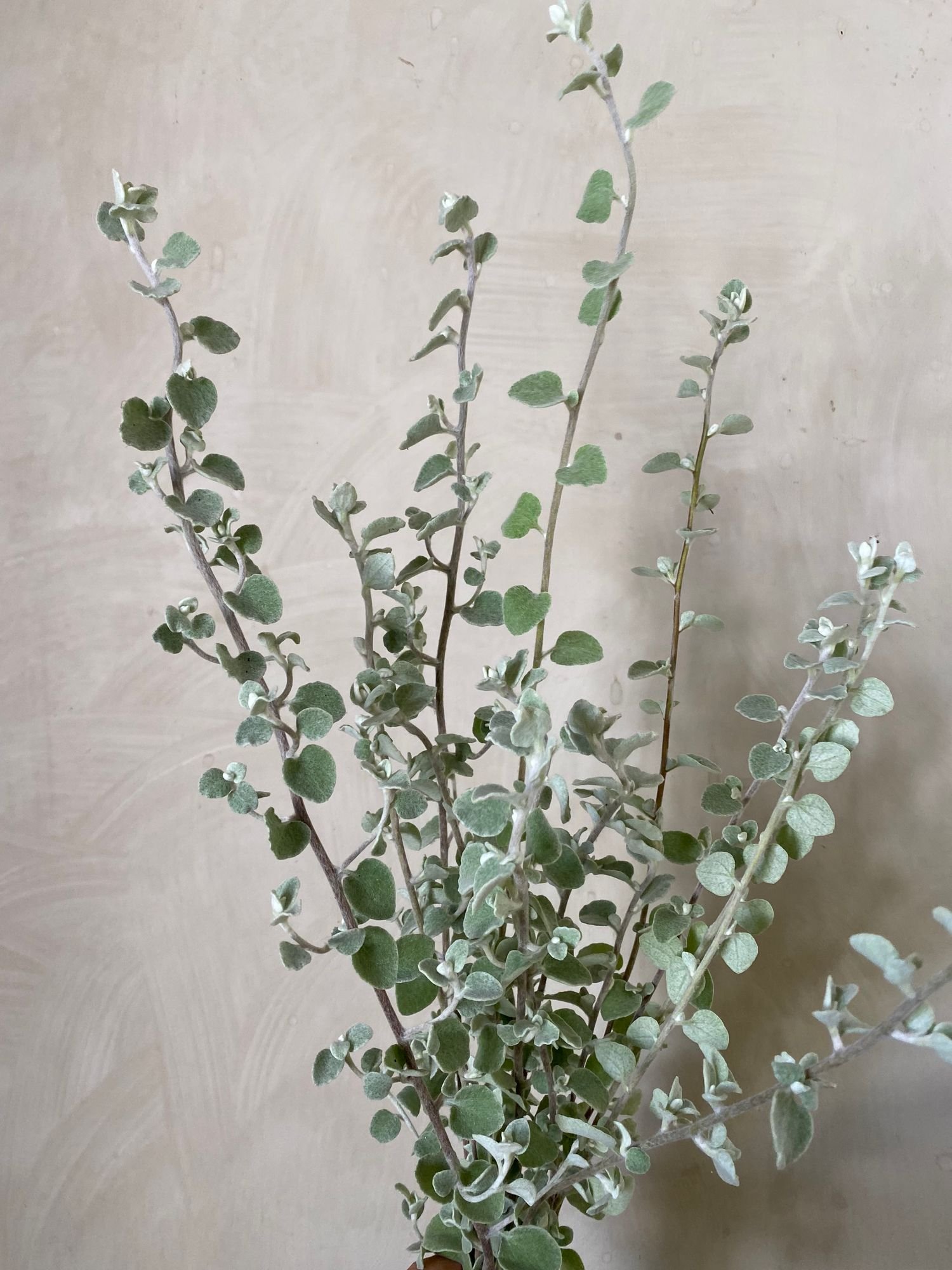 Helichrysum petiolare