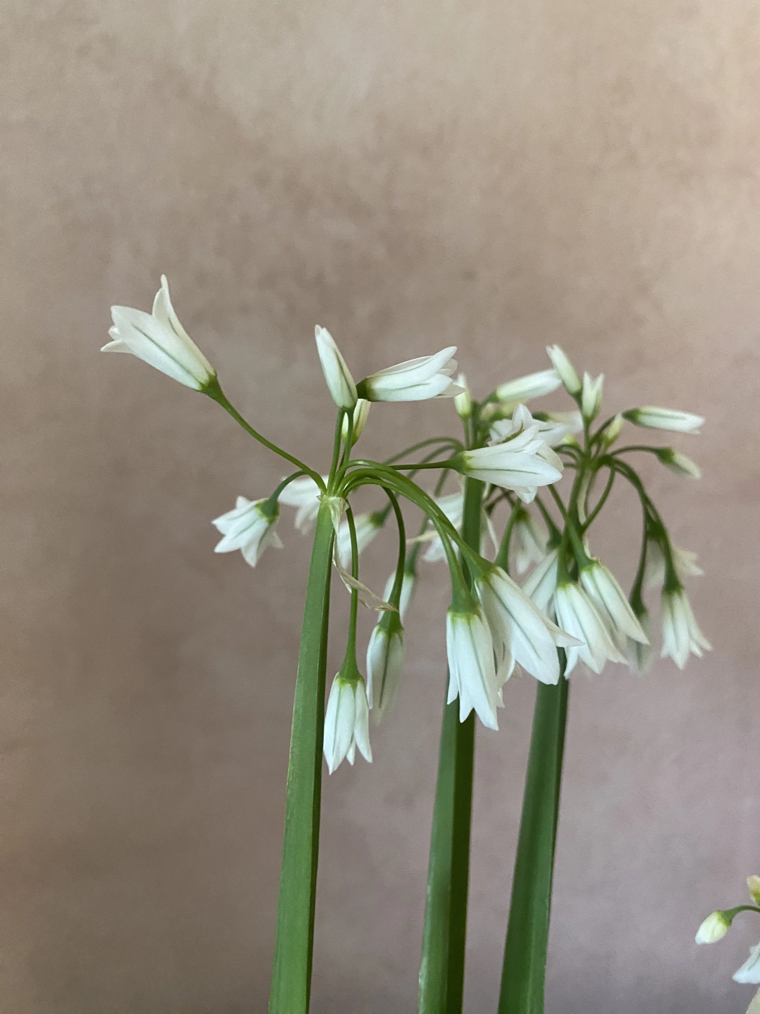 Allium triquetrum