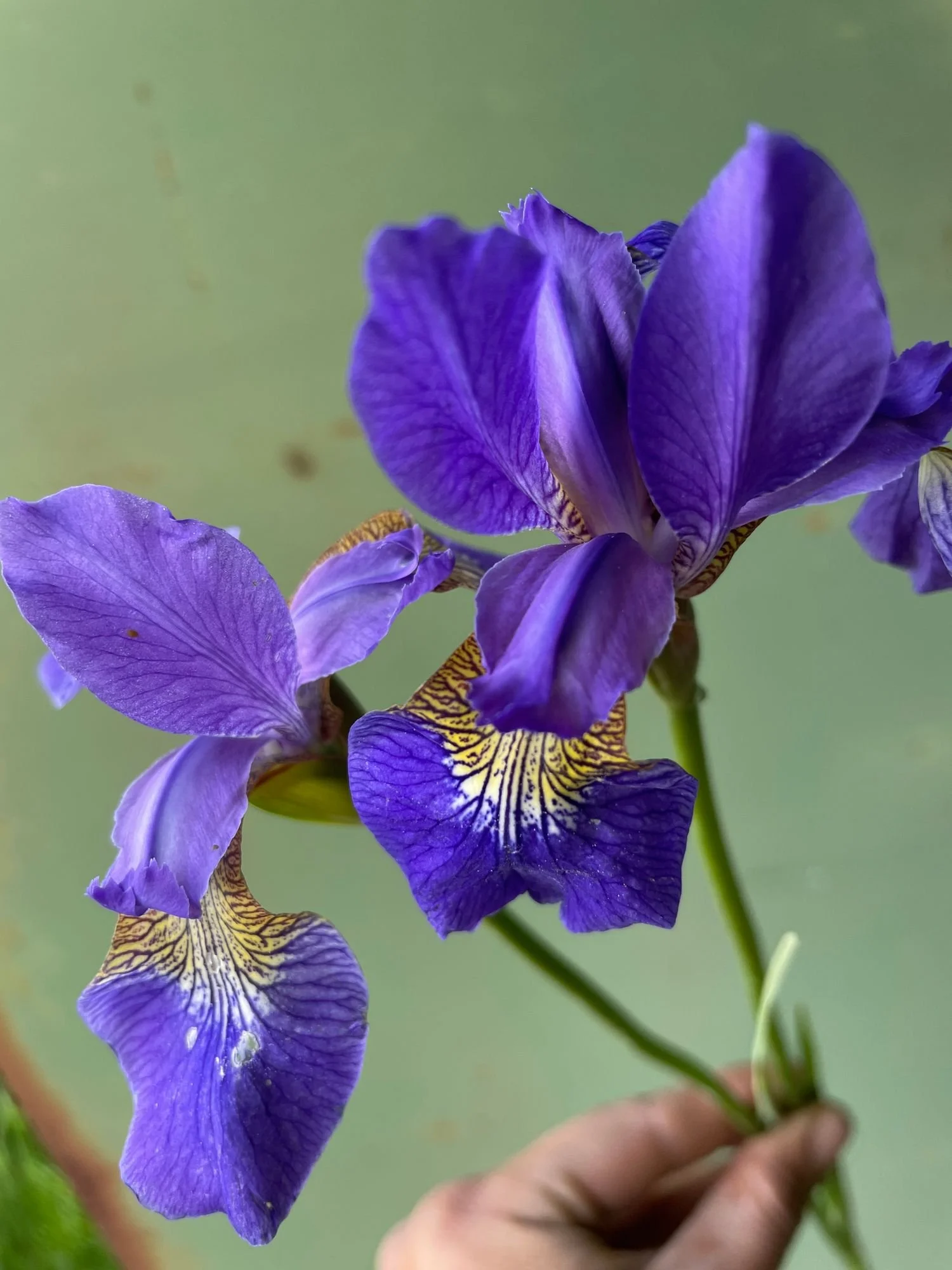 Siberian Iris