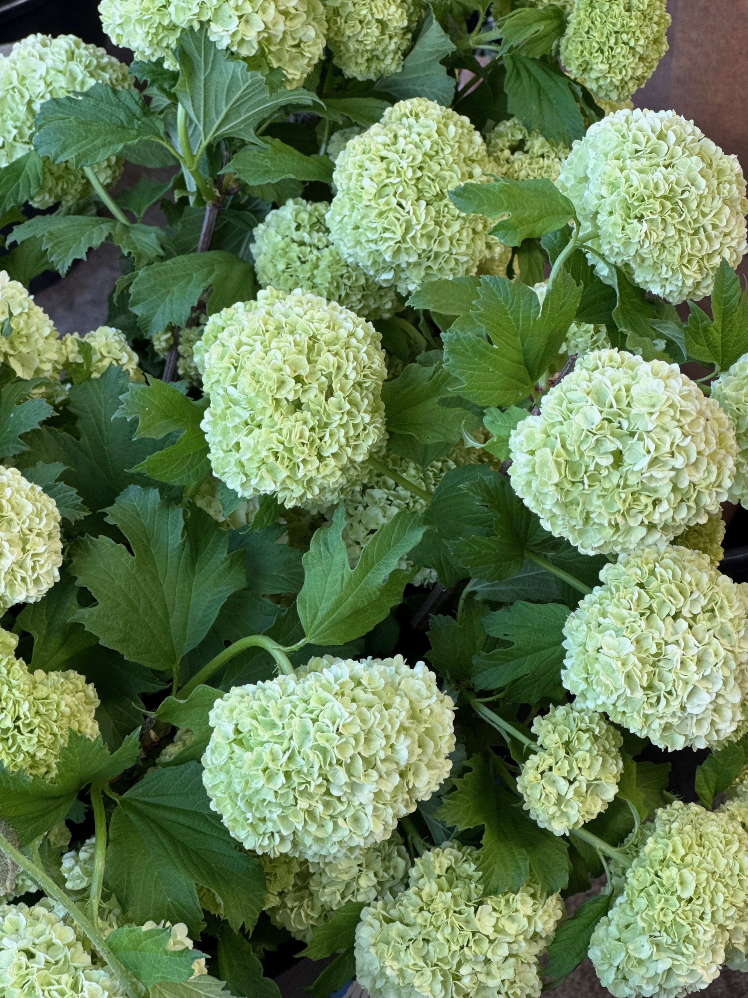 VIBURNUM opulus var. americanum