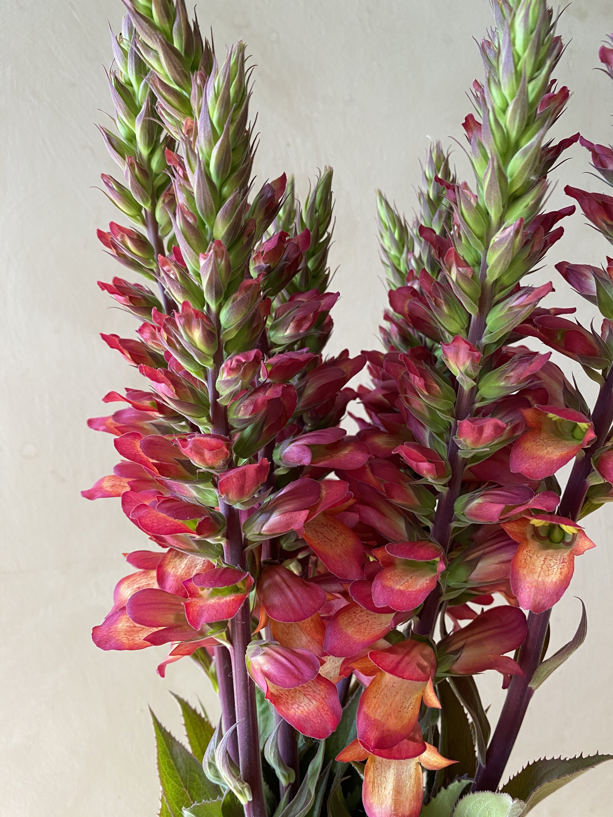 Digiplexis 'Illumination Flame' $22 bu