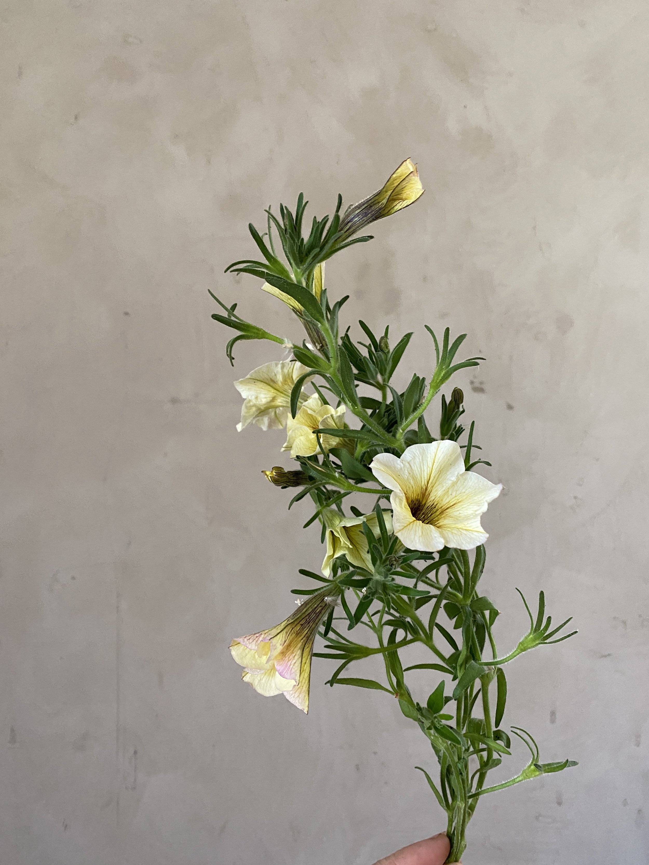 Petunia 'French Vanilla'
