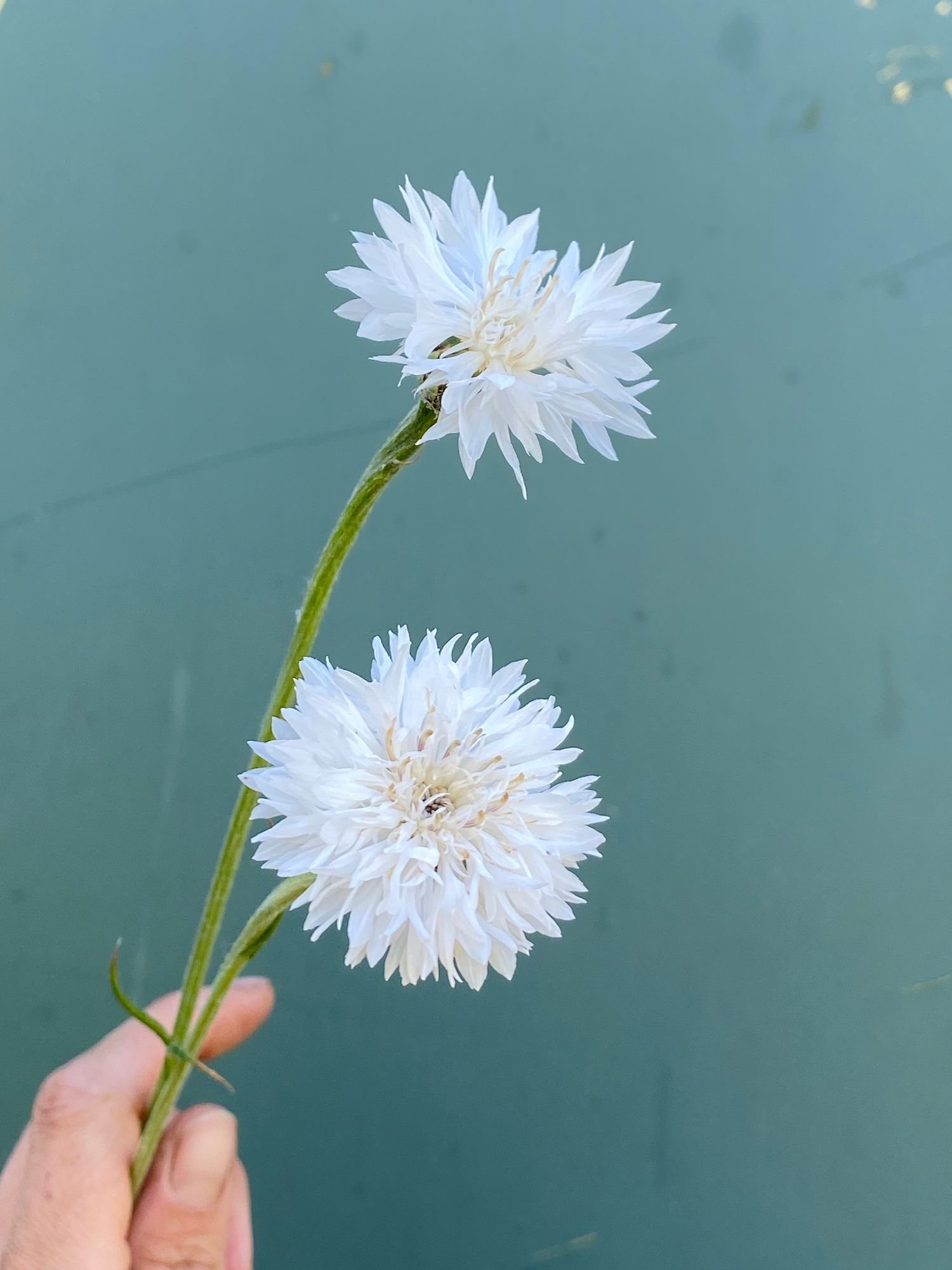 CENTAUREA cyanus Boy Snowman